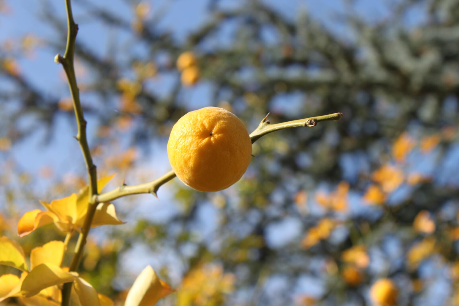 Canon EOS 500D (EOS Rebel T1i / EOS Kiss X3) sample photo. Mandarin, tree, orange photography