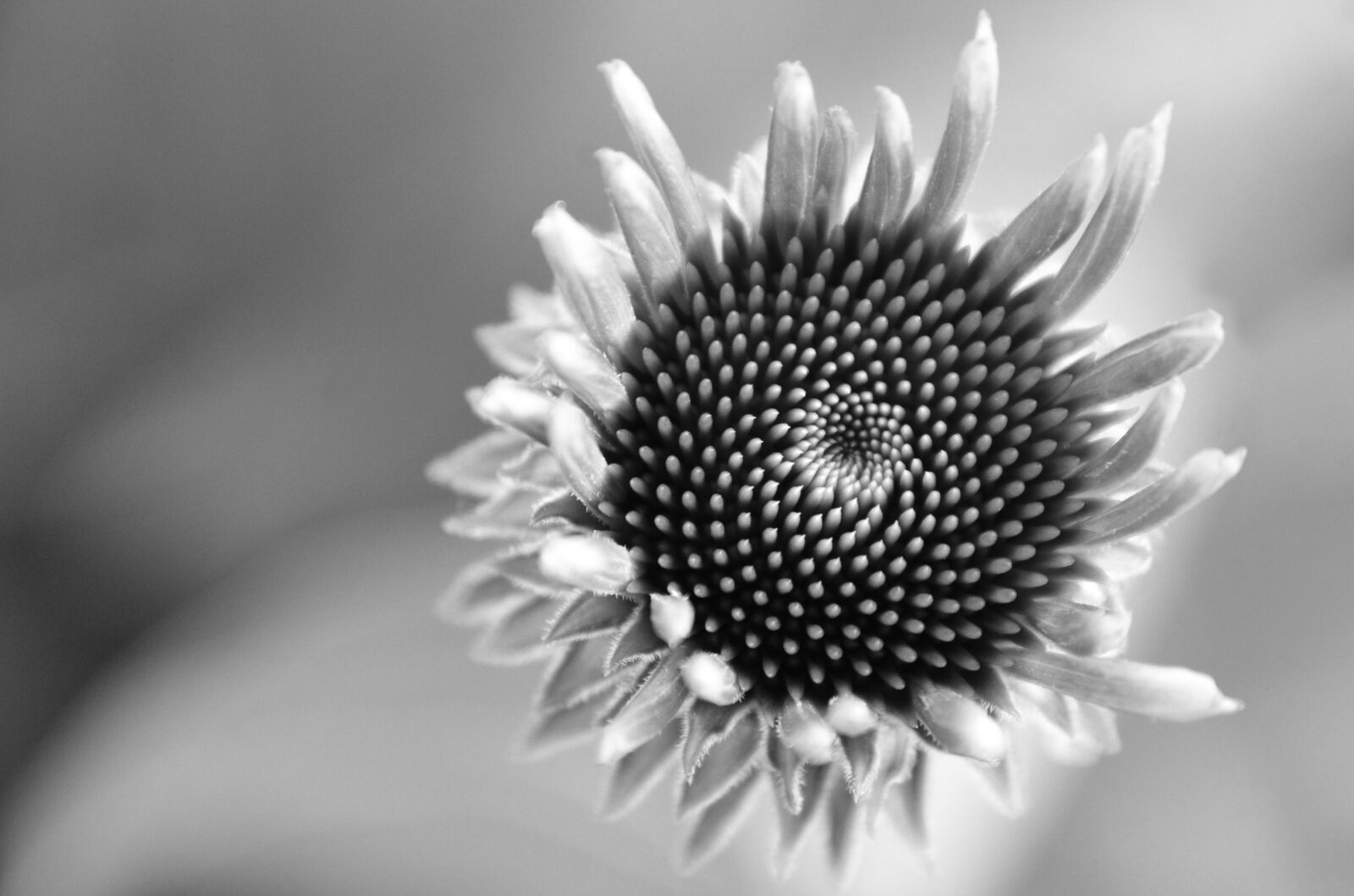 Nikon D7000 sample photo. Flower, echinacea, purple kasvir photography
