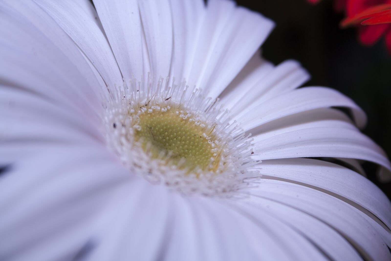 Canon EF-S 18-55mm F3.5-5.6 II sample photo. Gerbera, white, close up photography
