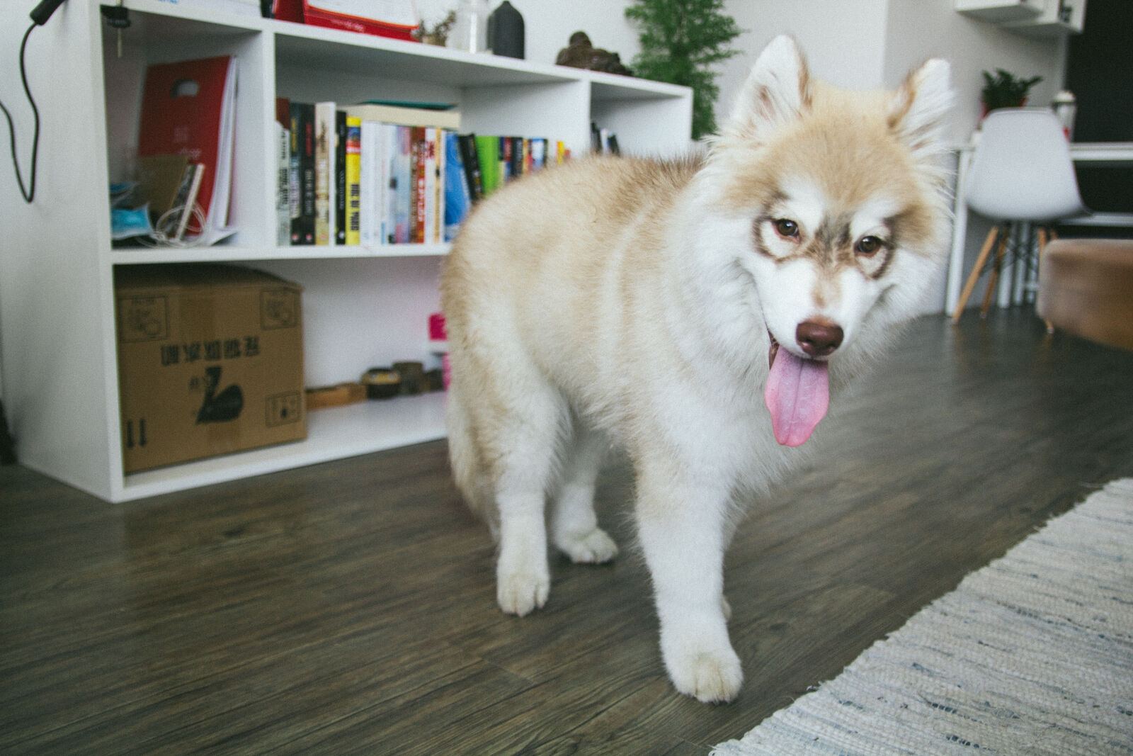 Canon EF-S 17-55mm F2.8 IS USM sample photo. Animal, books, canine, close photography
