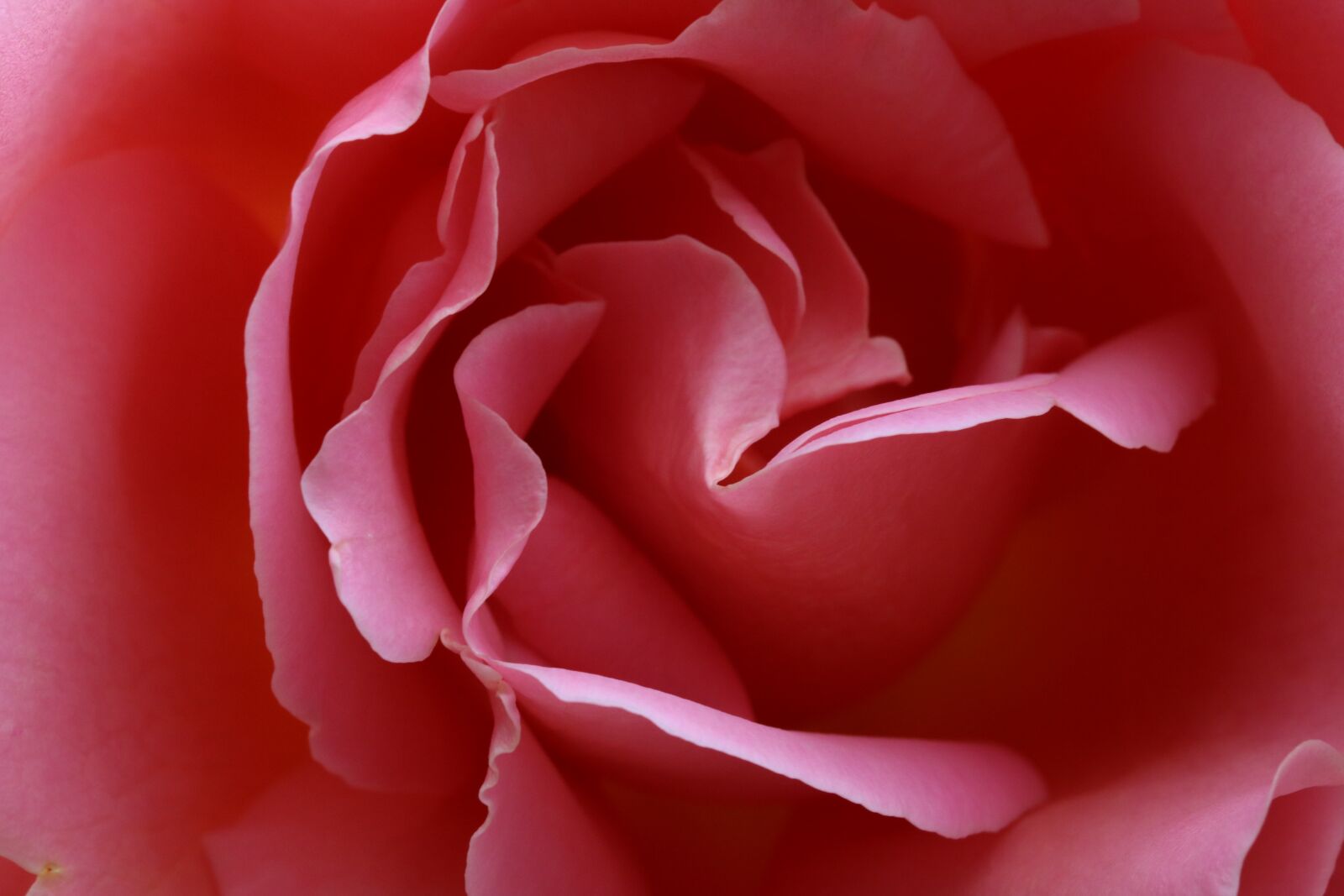 Canon EOS 750D (EOS Rebel T6i / EOS Kiss X8i) sample photo. Rose, flowers, spring photography