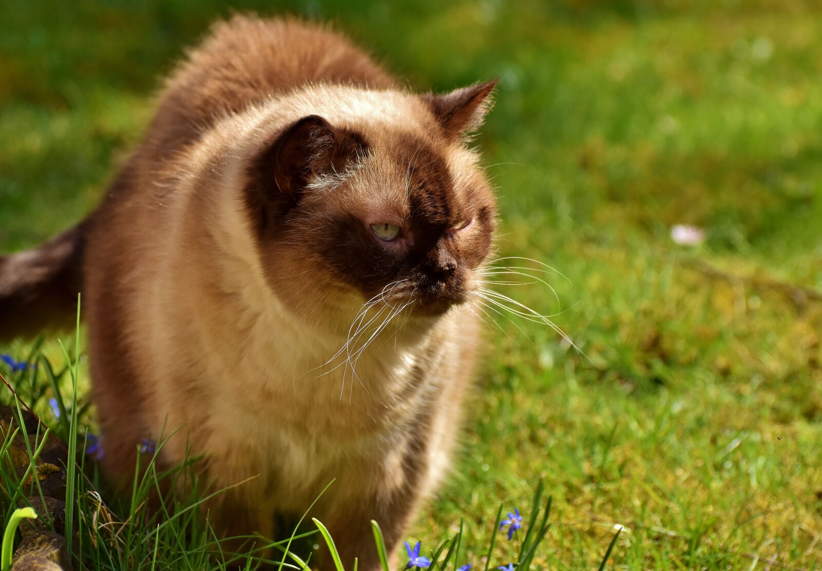 Nikon D7200 sample photo. British shorthair, cat, cute photography