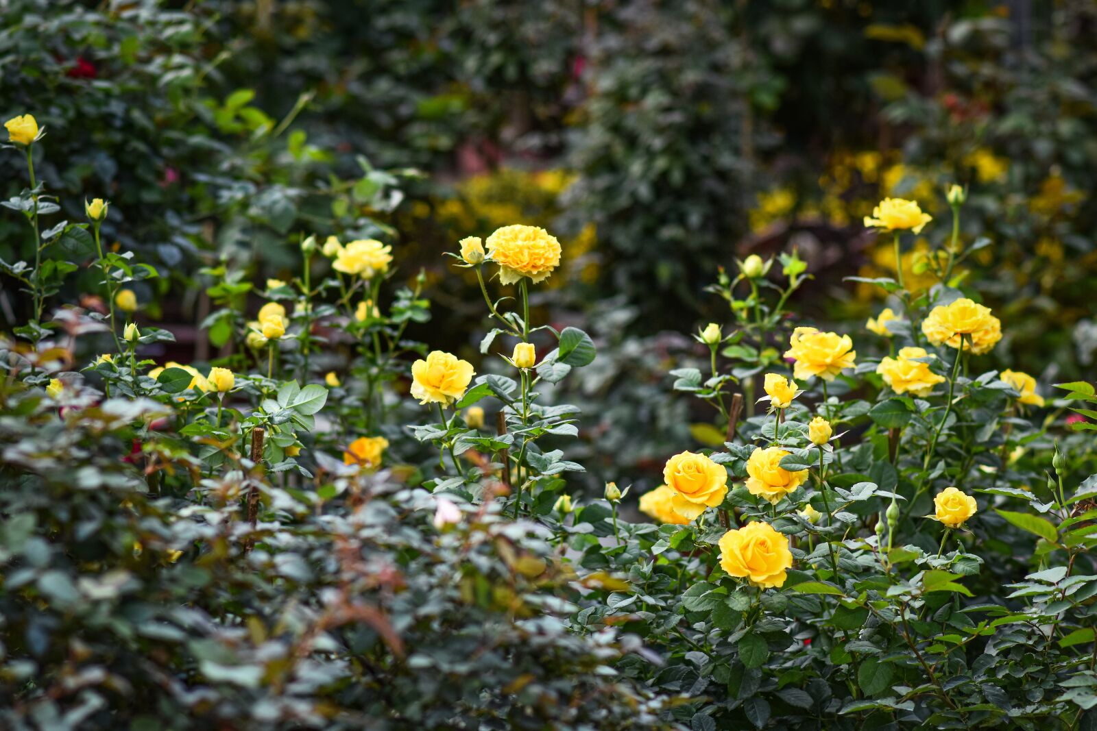 Nikon D7200 sample photo. Garden, roses, yellow roses photography