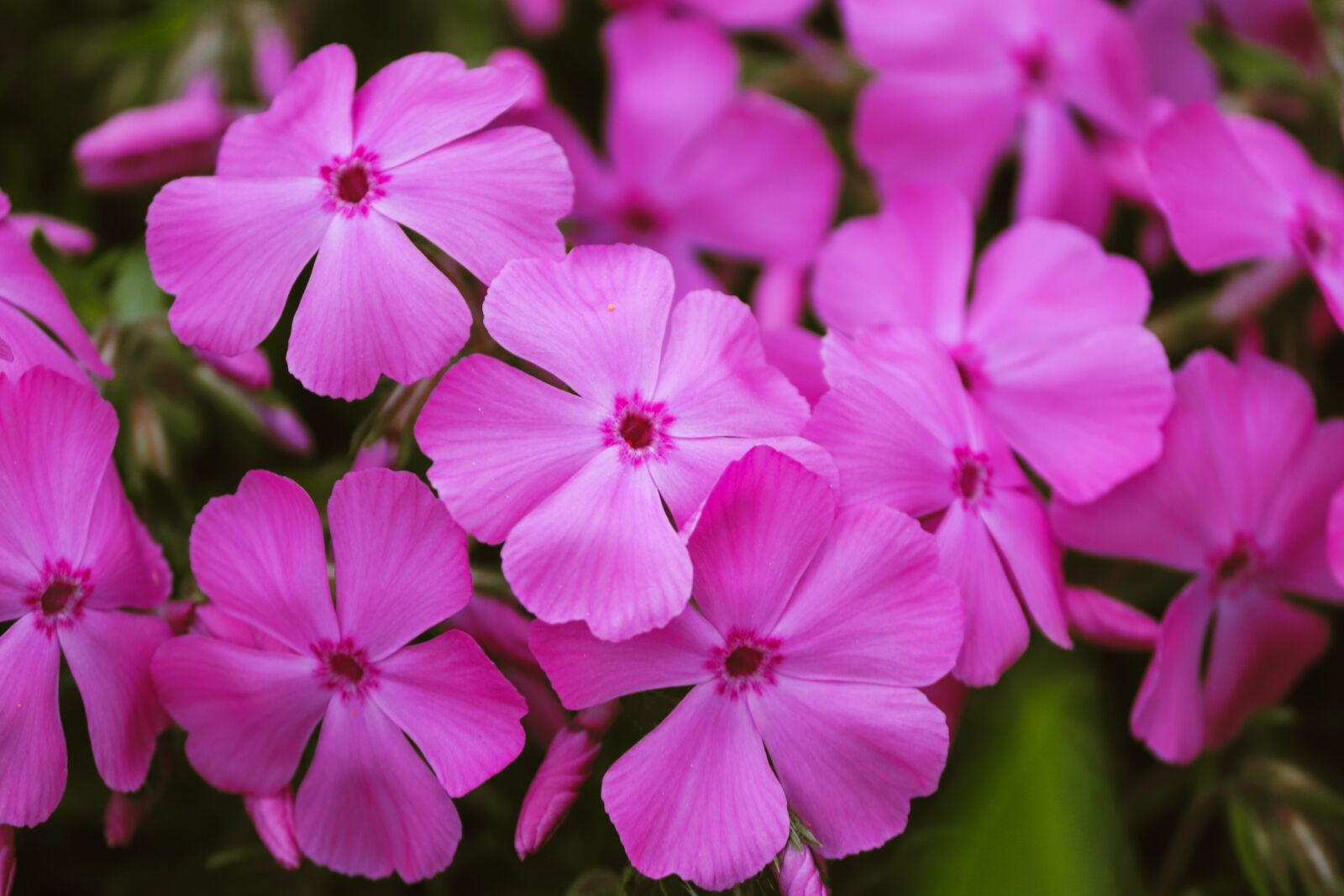 Canon EOS 200D (EOS Rebel SL2 / EOS Kiss X9) sample photo. Phlox, flame flowers, violet photography