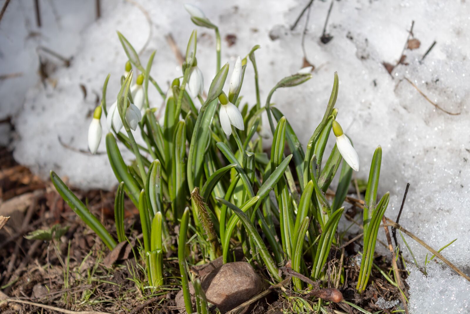 Canon EOS 1300D (EOS Rebel T6 / EOS Kiss X80) sample photo. Snowdrop, flowers, spring photography