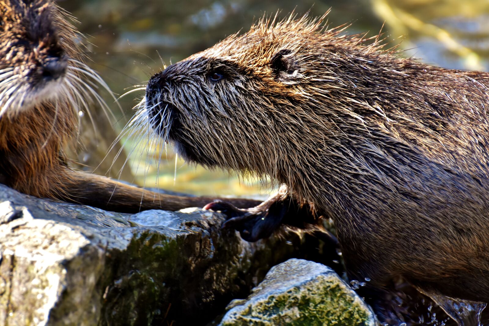 Nikon D7200 sample photo. Nutria, water rat, water photography