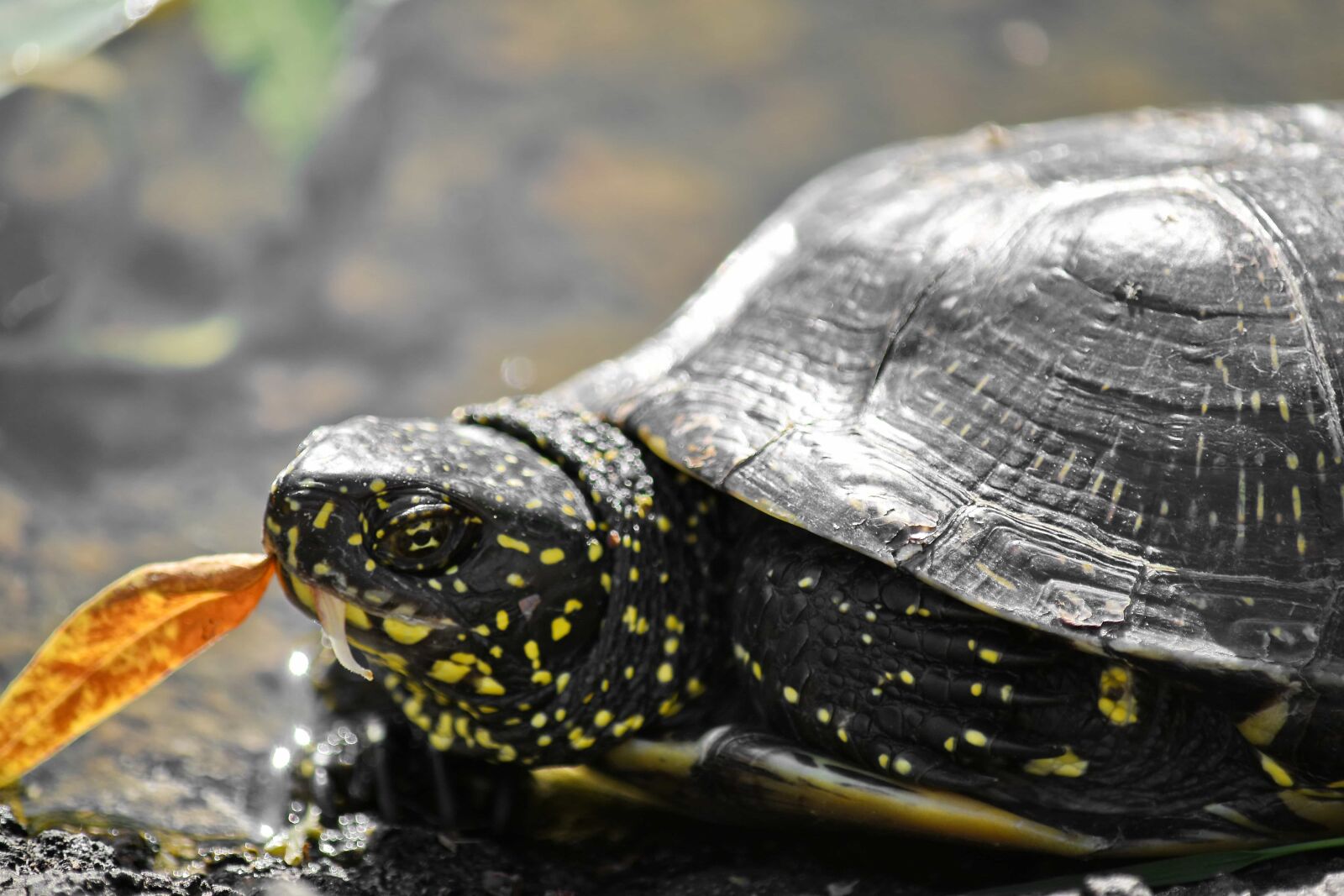 Nikon D5500 sample photo. Wildlife, turtle, tortoise, reptile photography