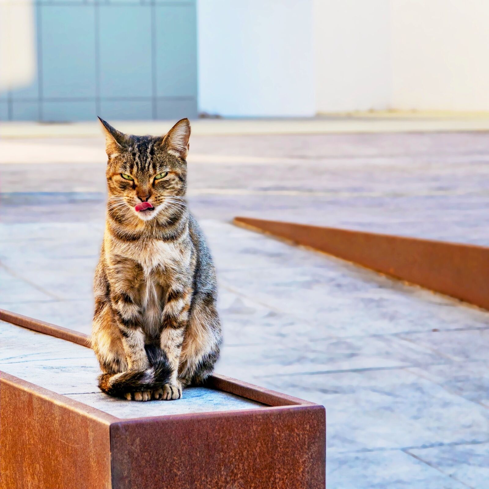 Canon PowerShot G7 X sample photo. Cat, animal, mammal photography