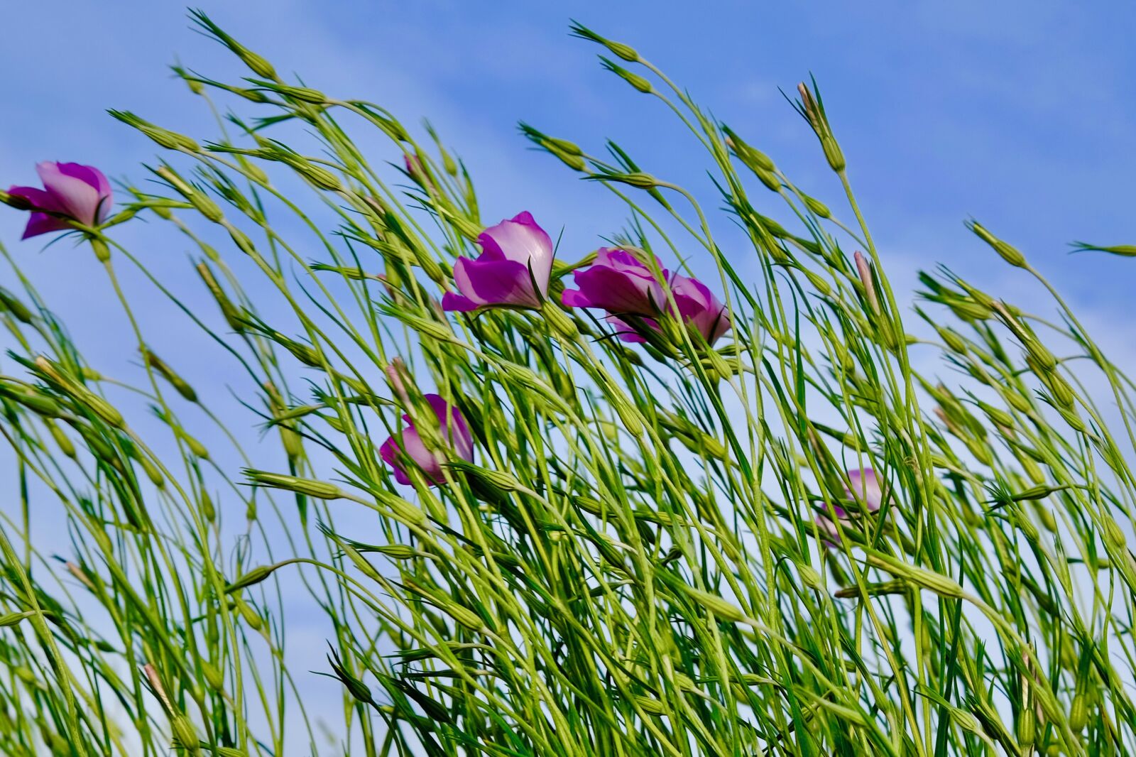 Fujifilm XF 55-200mm F3.5-4.8 R LM OIS sample photo. Sway, breeze, wind photography