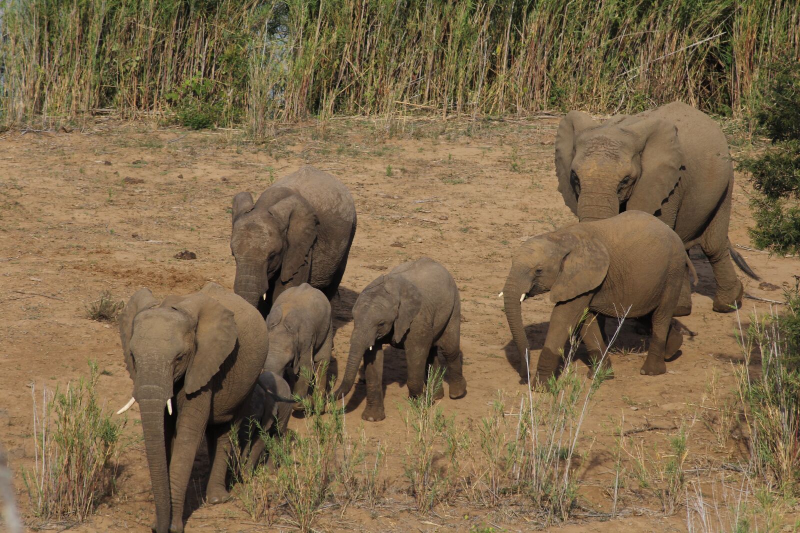 Canon EOS 1200D (EOS Rebel T5 / EOS Kiss X70 / EOS Hi) sample photo. Elephant, family, afr photography
