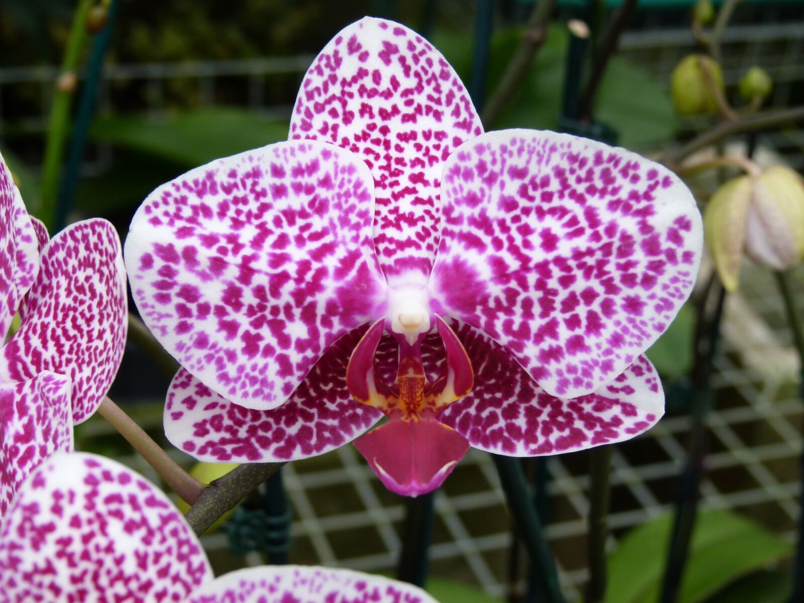 Panasonic Lumix DMC-FZ100 sample photo. Orchid, flower, summer photography