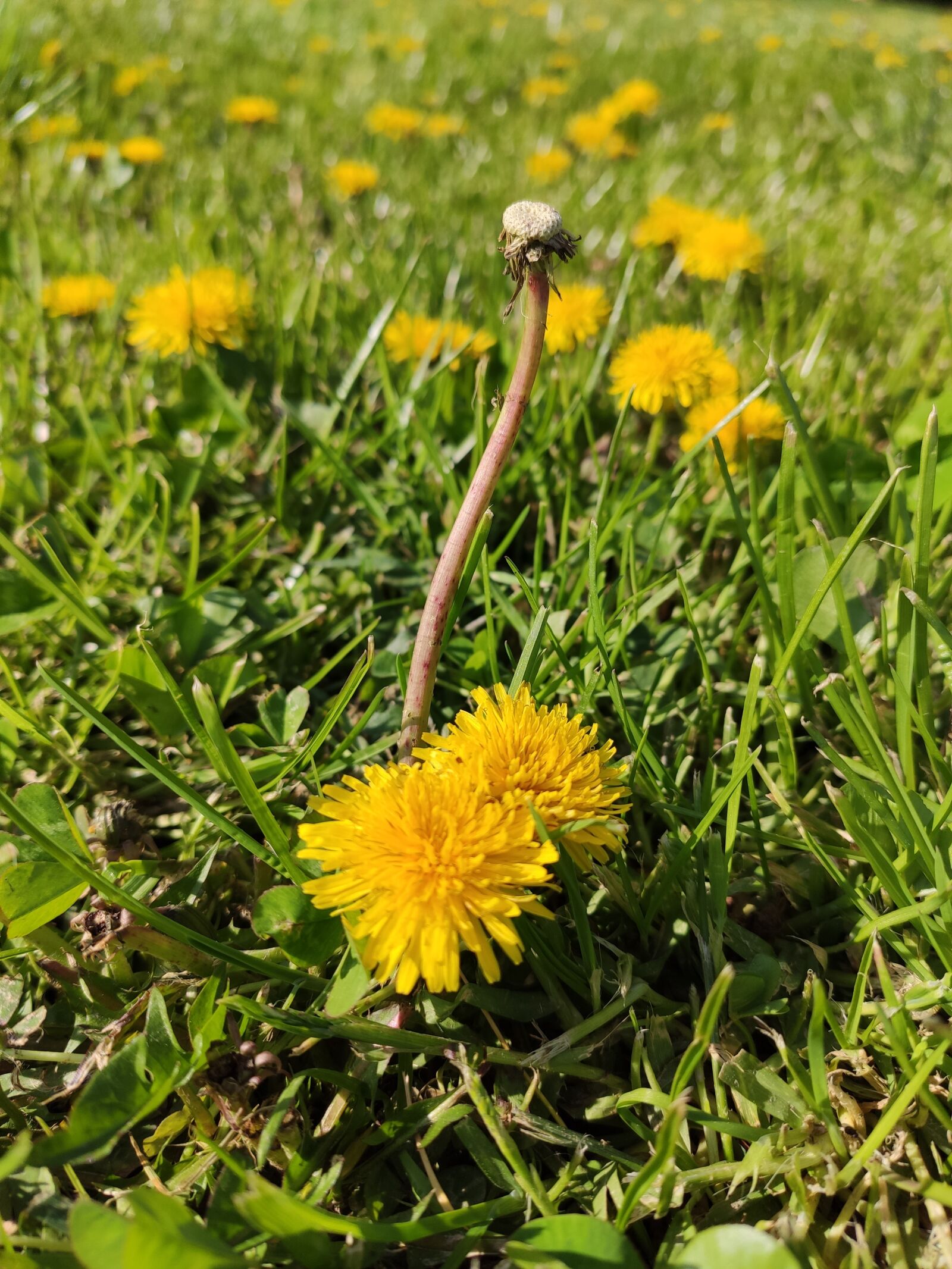 Xiaomi Mi 9T sample photo. Background, flower, flower background photography