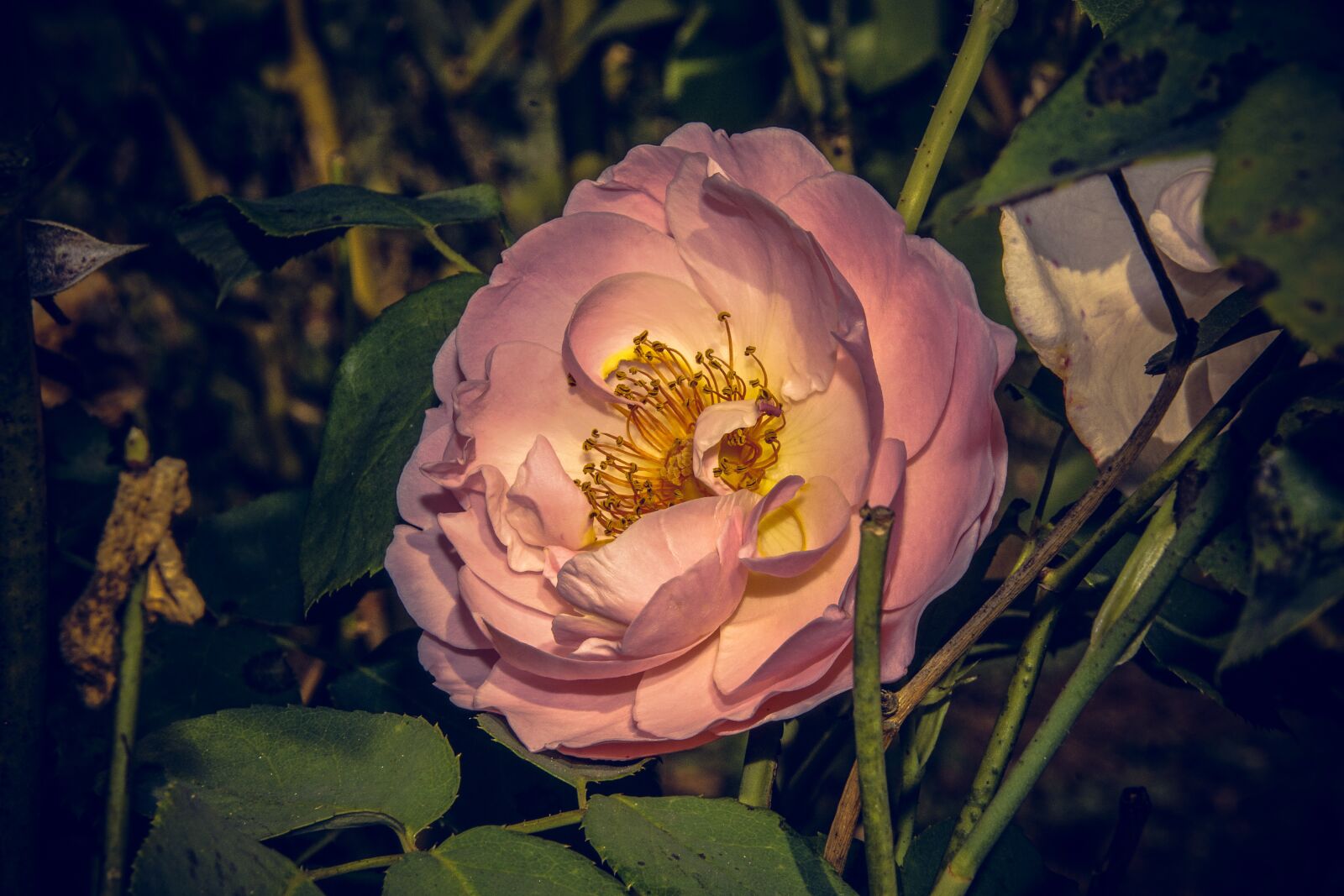 Sony ILCA-77M2 sample photo. Rose, blossom, bloom photography