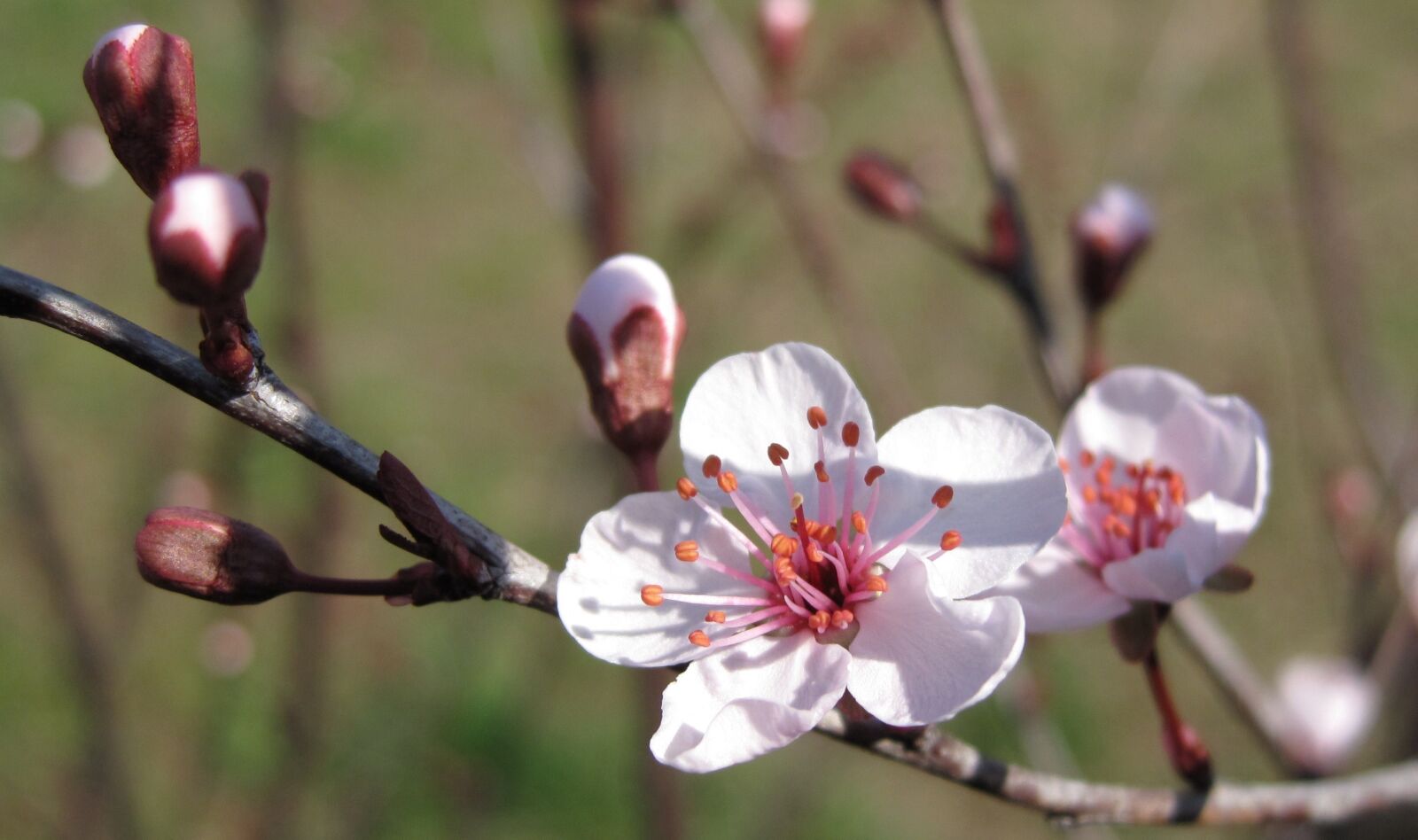 Canon PowerShot SD990 IS (Digital IXUS 980 IS / IXY Digital 3000 IS) sample photo. Plum blossom, cherry blossom photography