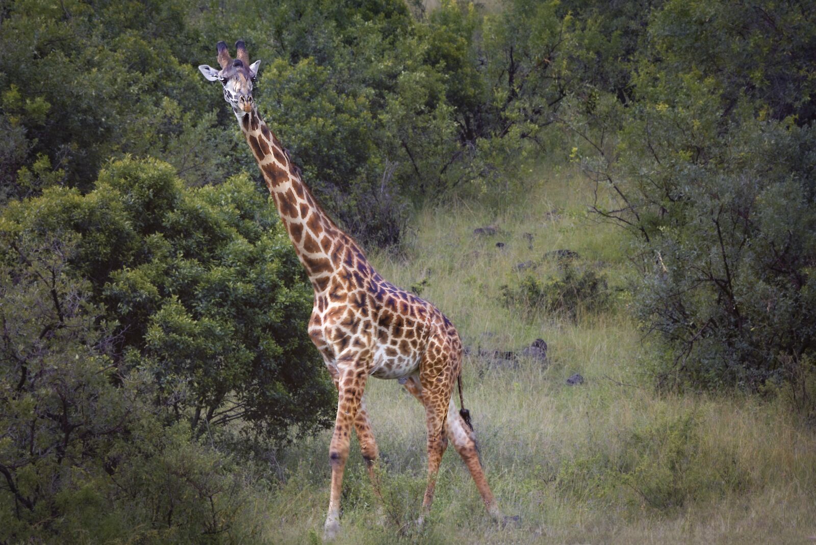 Nikon D3S sample photo. Animal, giraffe, wild photography