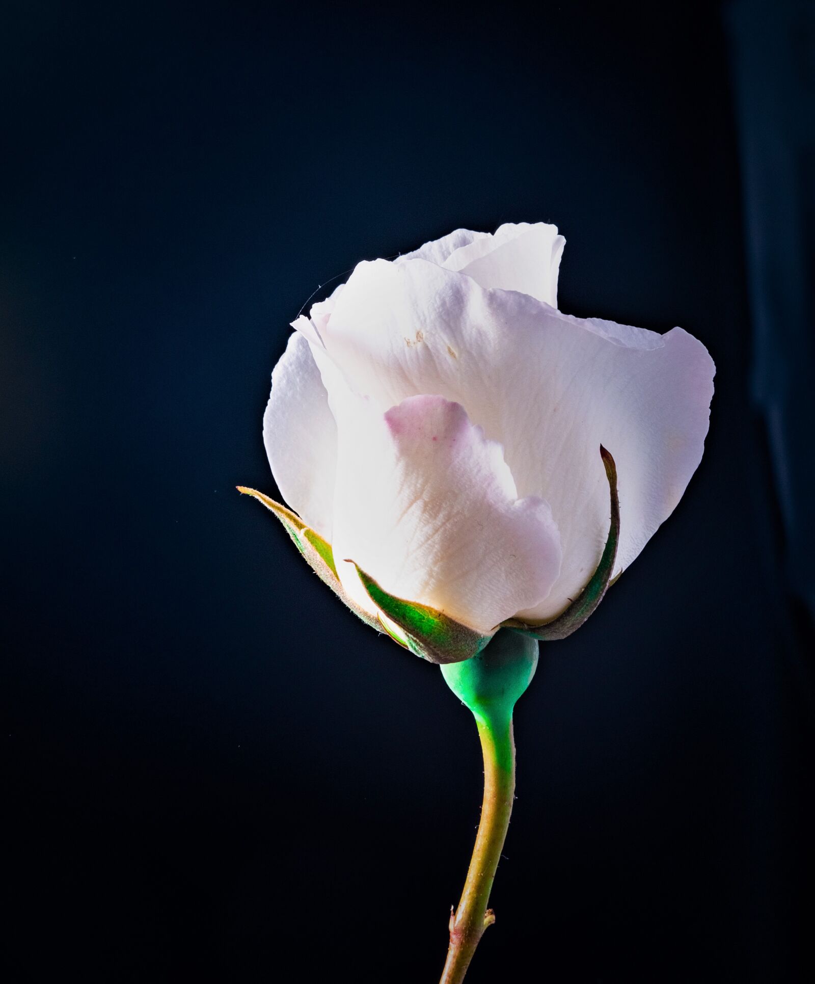 Nikon D5600 sample photo. Rose, flowers, floral photography