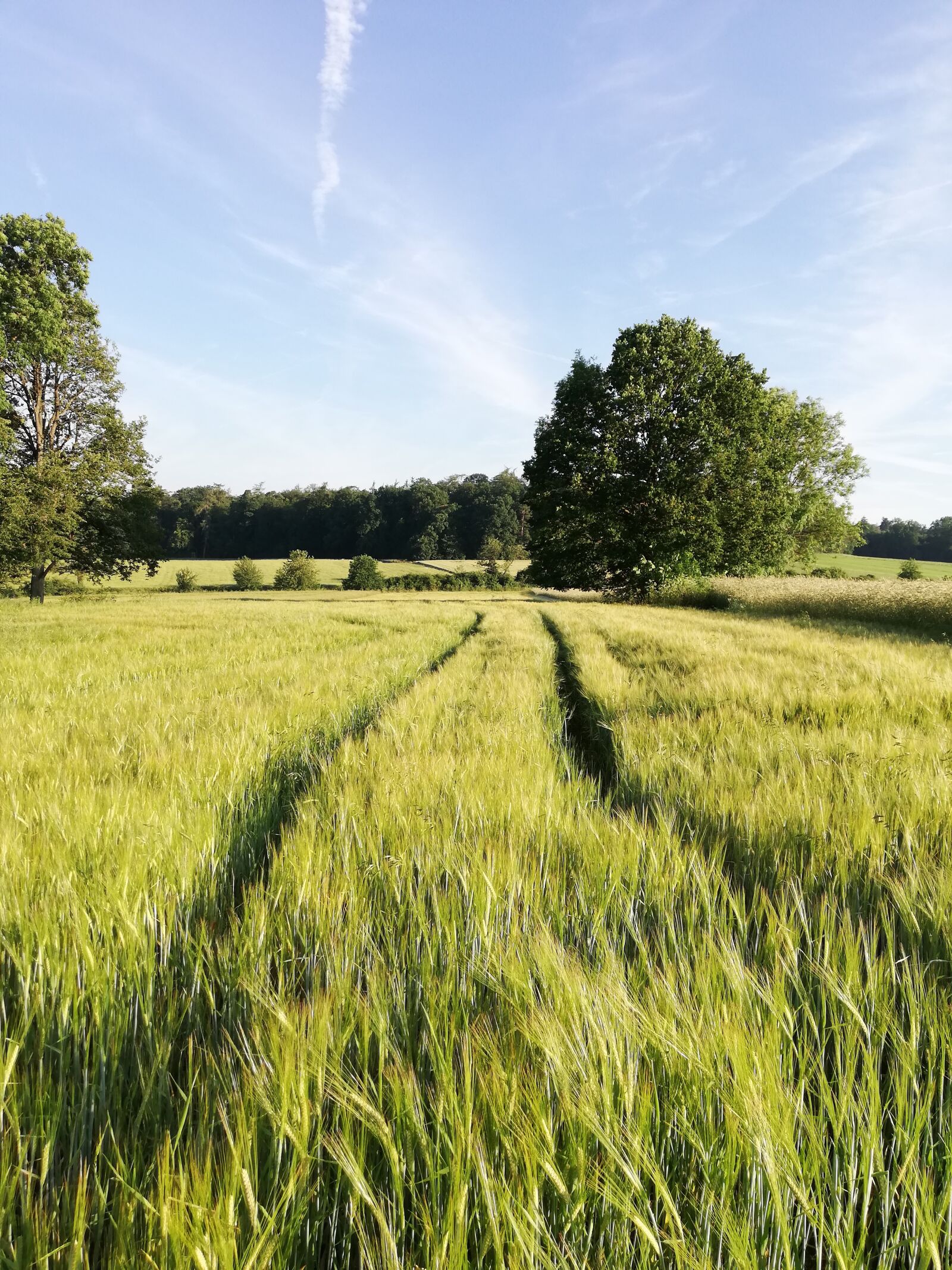 HUAWEI P20 lite sample photo. Walk, field, cereals photography