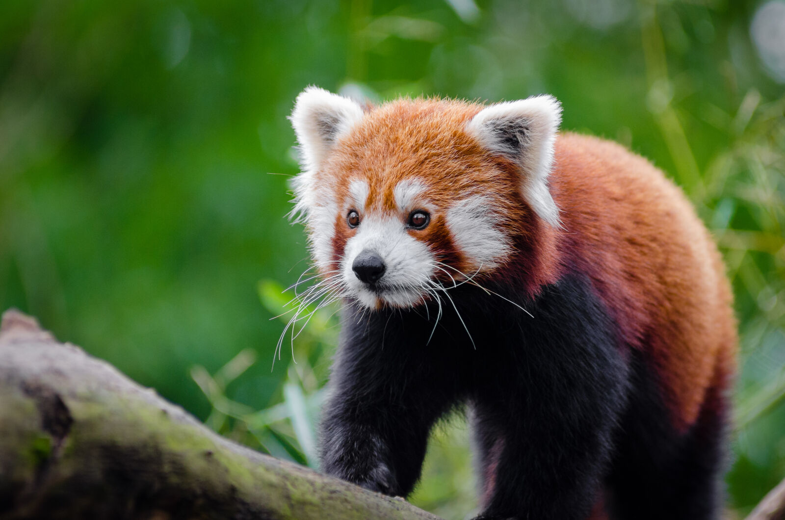 AF Zoom-Nikkor 80-200mm f/2.8 ED sample photo. Red, panda, on, brown photography
