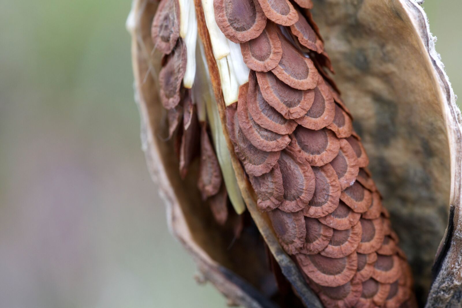 Canon EOS 5D Mark III sample photo. Seeds, milkweed, pod photography