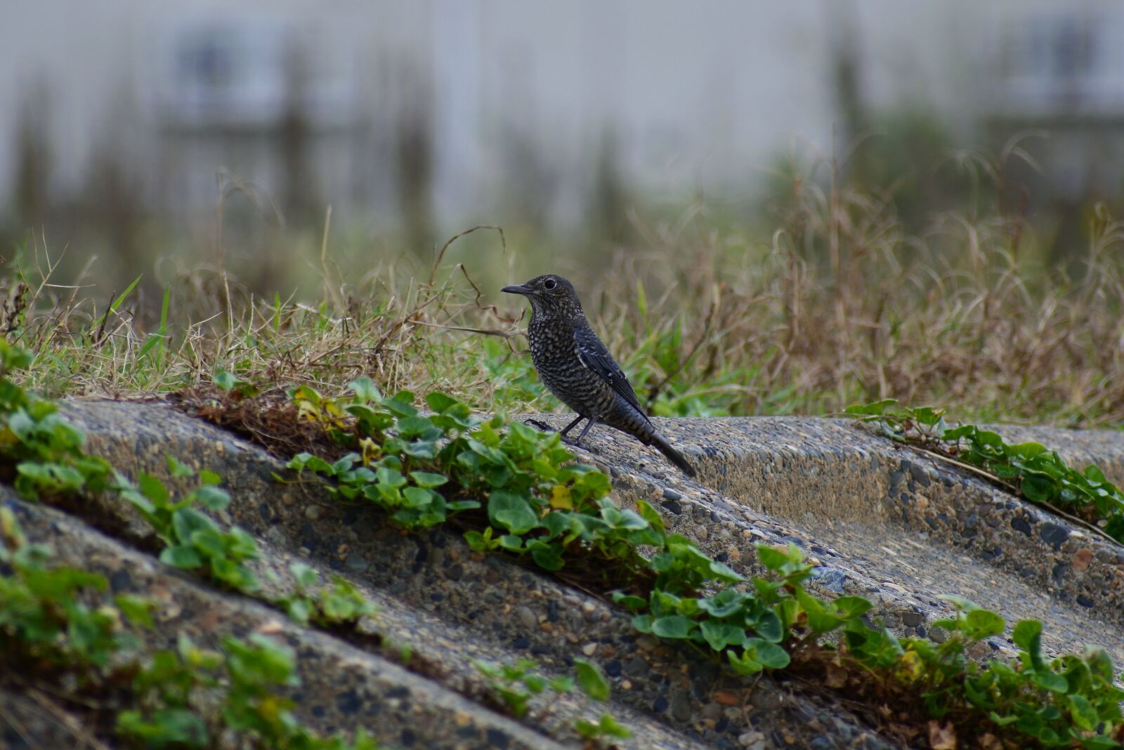 VR 70-300mm f/4.5-6.3G sample photo. Animal, sea, river photography