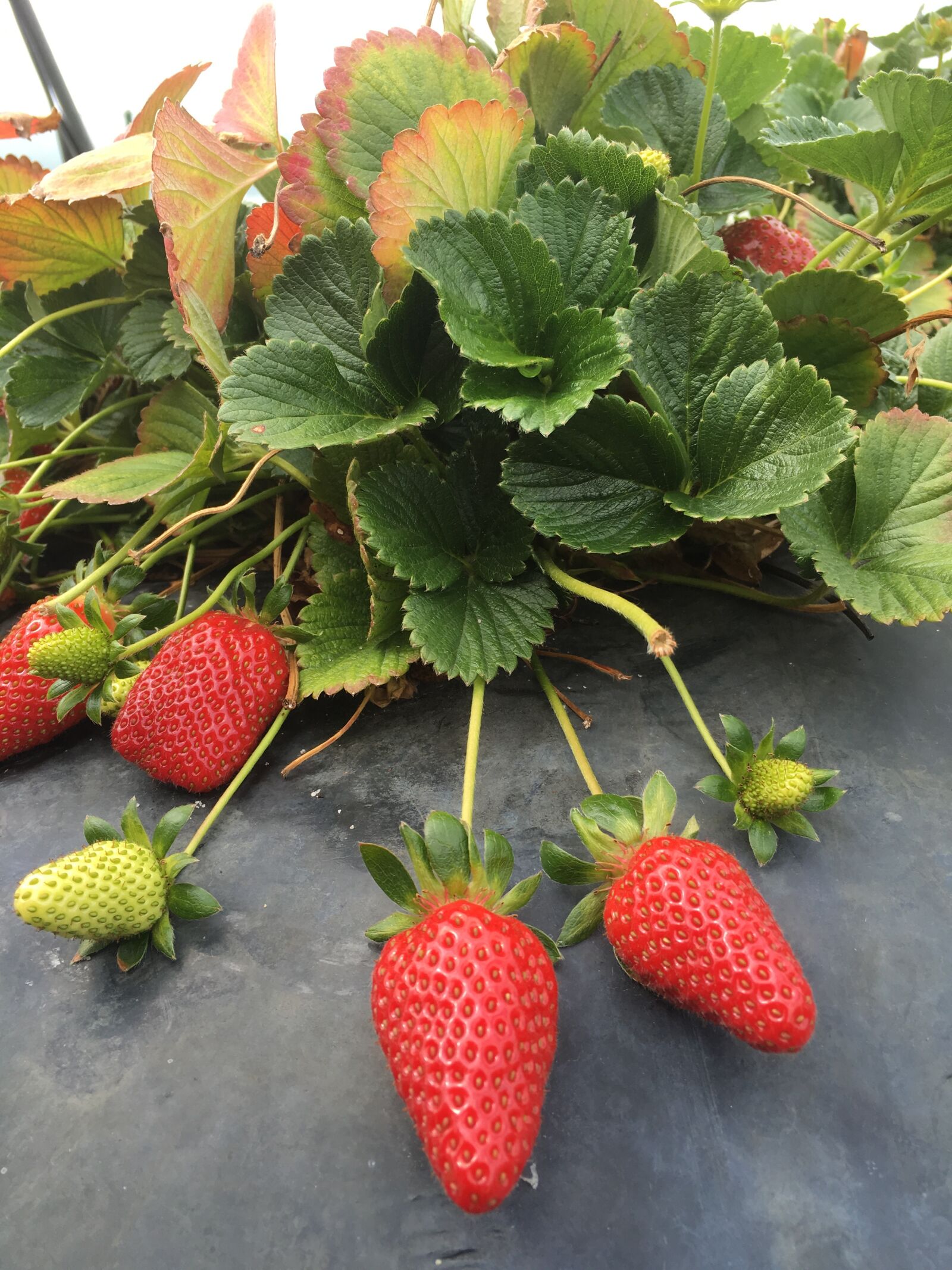 Apple iPhone 6s Plus sample photo. Strawberry, plant, ripe photography