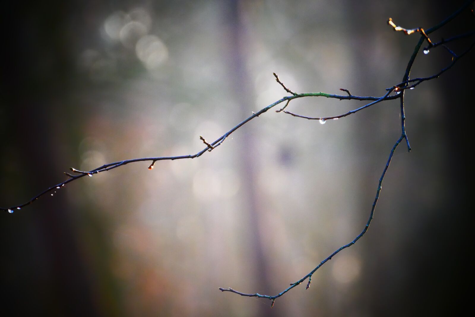 Panasonic Lumix DMC-G85 (Lumix DMC-G80) sample photo. Morning, dew, dewdrop photography