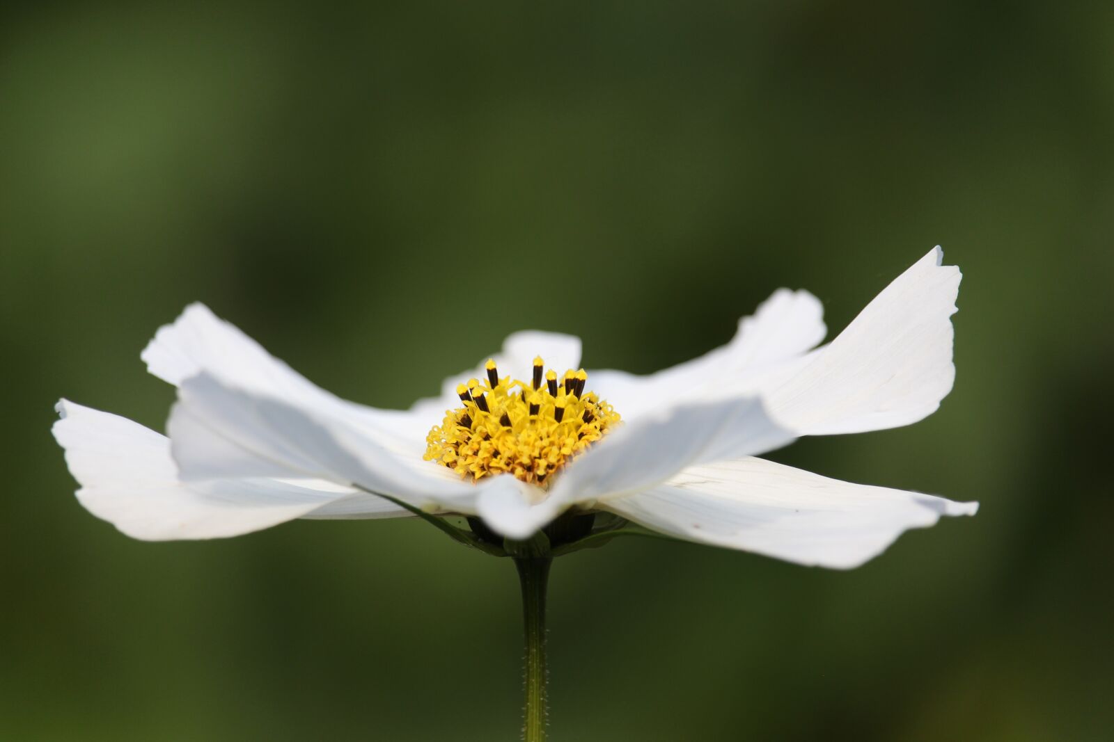 Canon EF-S 55-250mm F4-5.6 IS STM sample photo. Cosmos, white beauty, cosmea photography