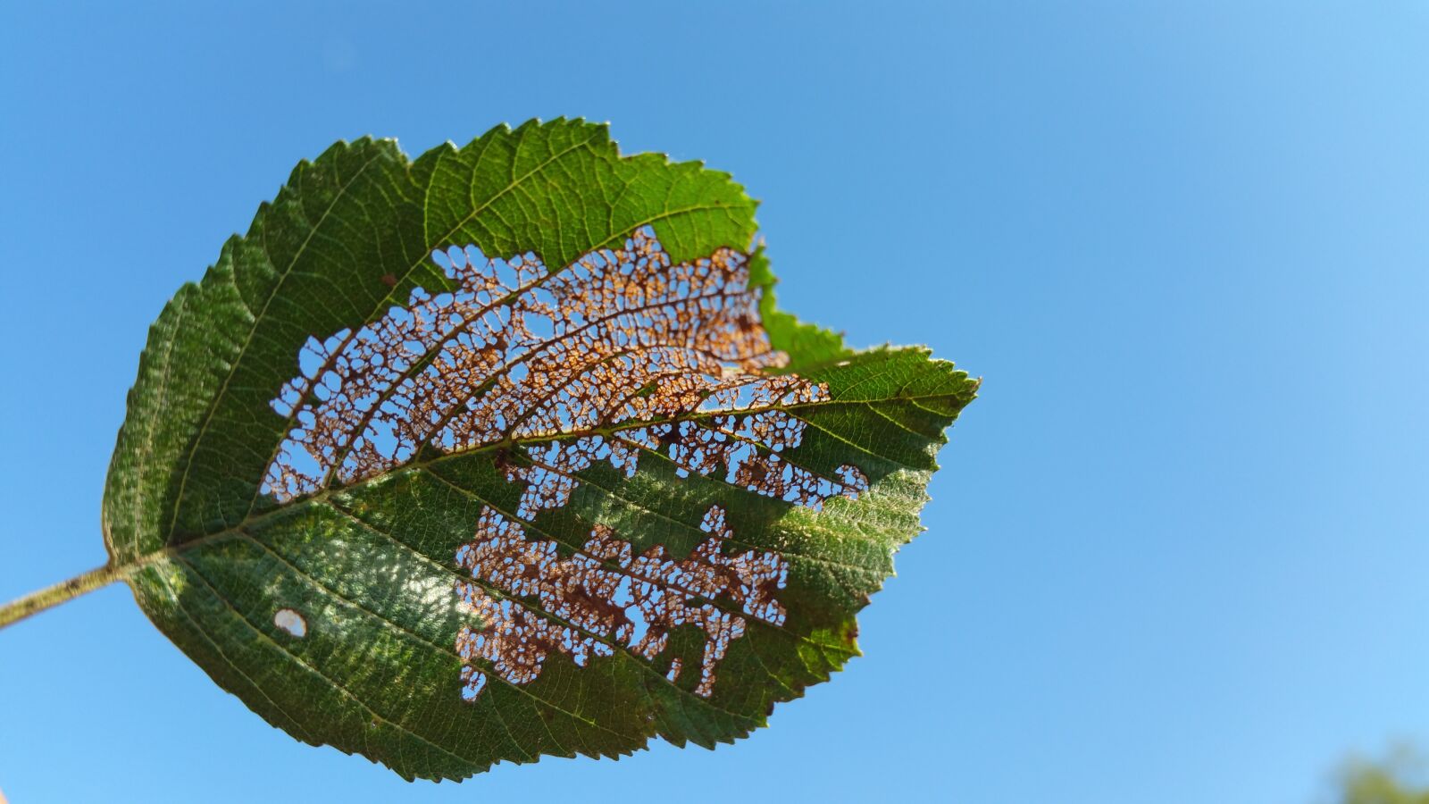 Samsung Galaxy Note4 sample photo. Leaf, autumn, leaves photography