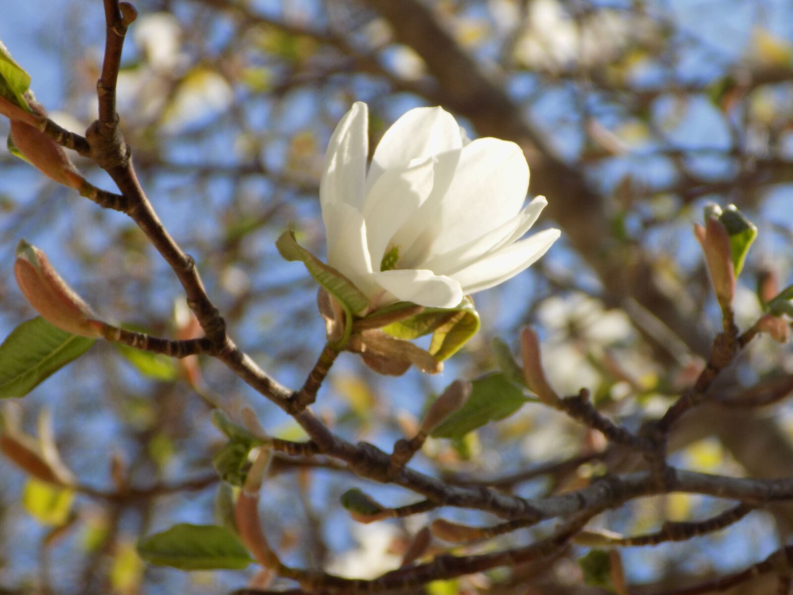 Nikon COOLPIX L340 sample photo. Flower, wood, plant photography