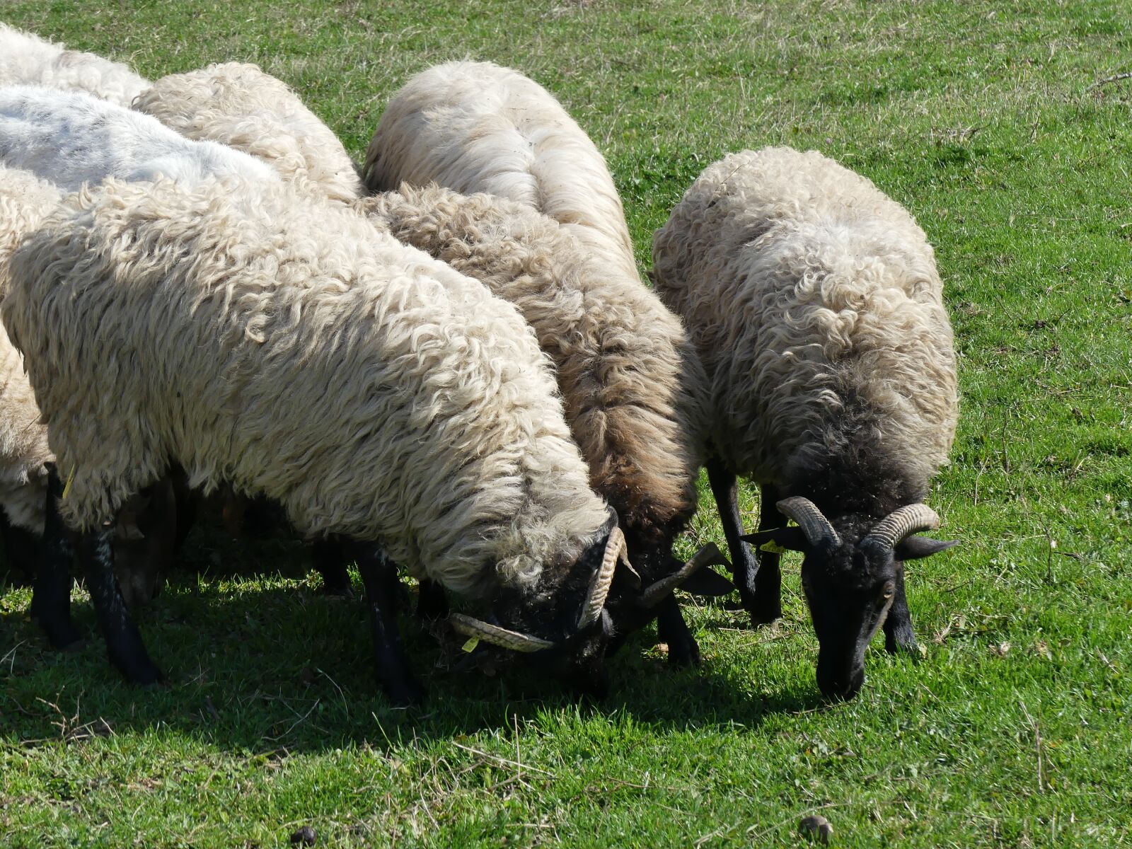 Panasonic Lumix DMC-FZ300 sample photo. Sheep, lawn, wool photography