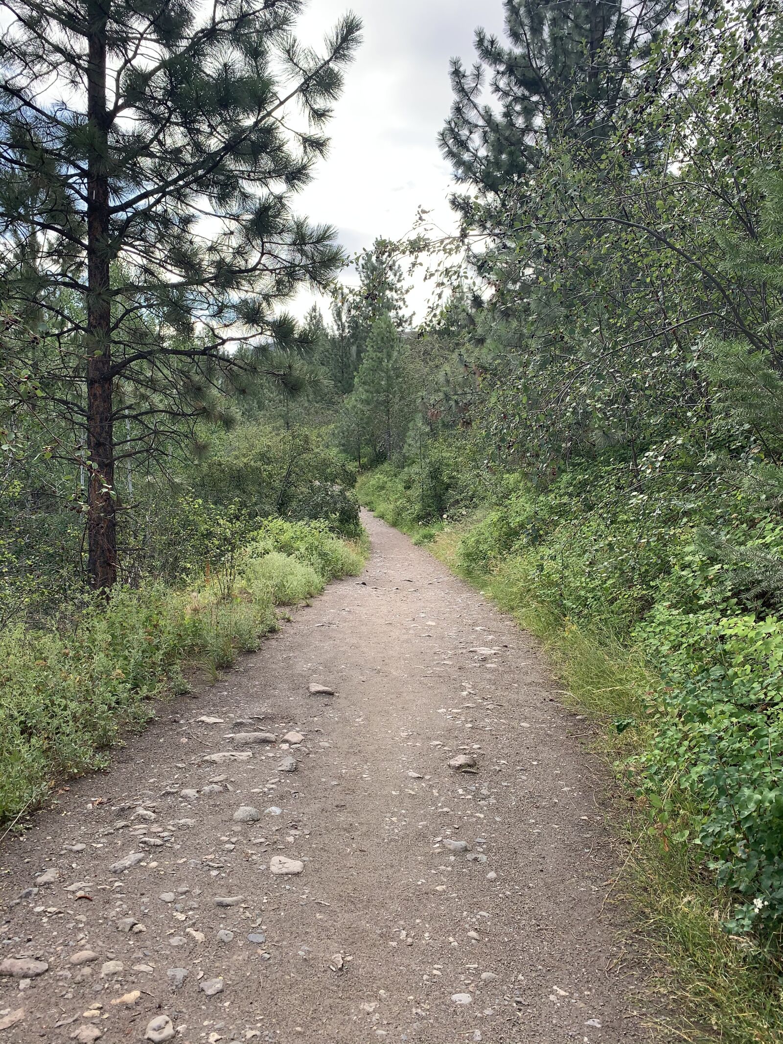 Apple iPhone XR sample photo. Trees, trail, path photography