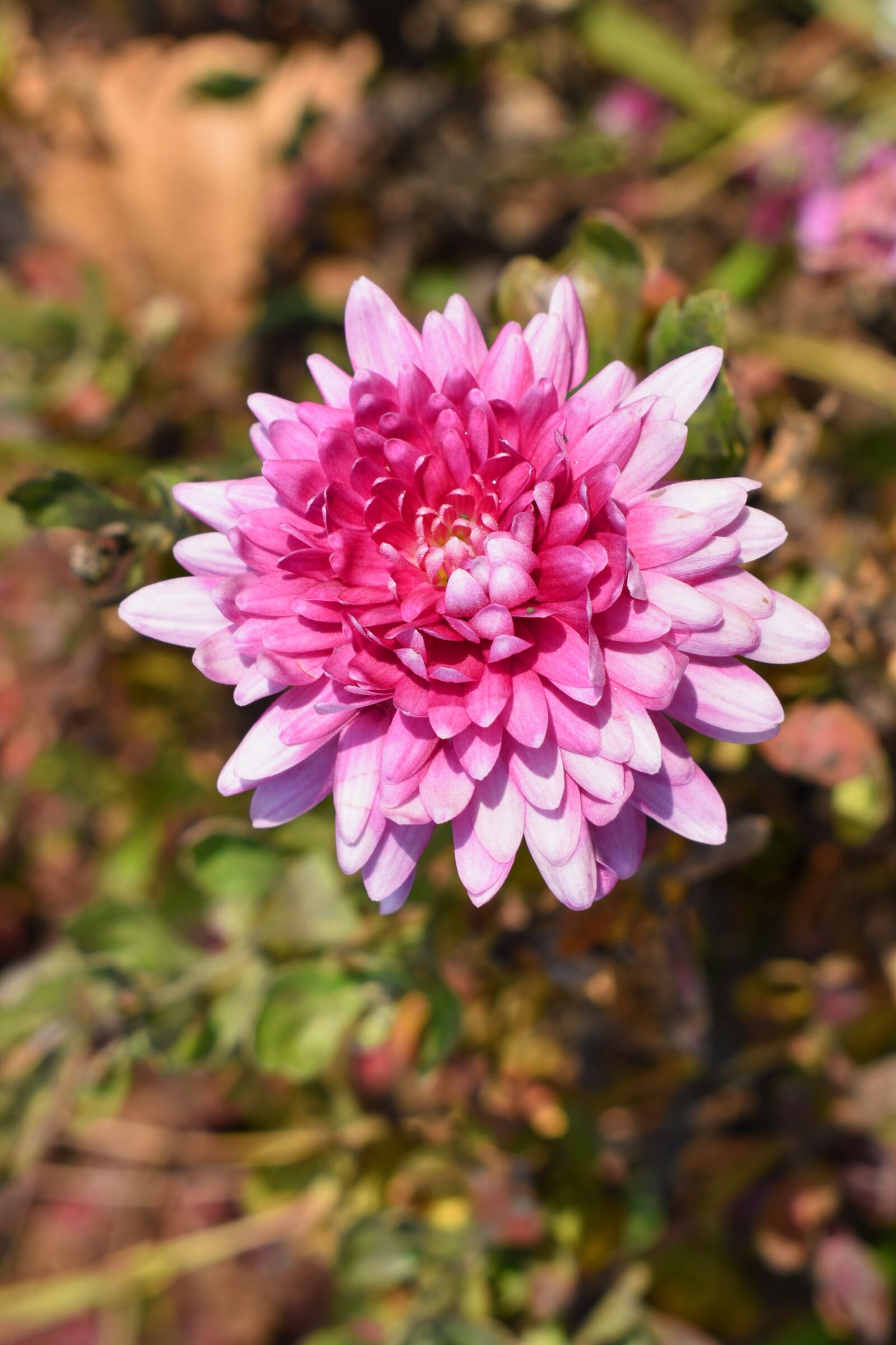 Nikon D3500 sample photo. Flower, garden, nature photography