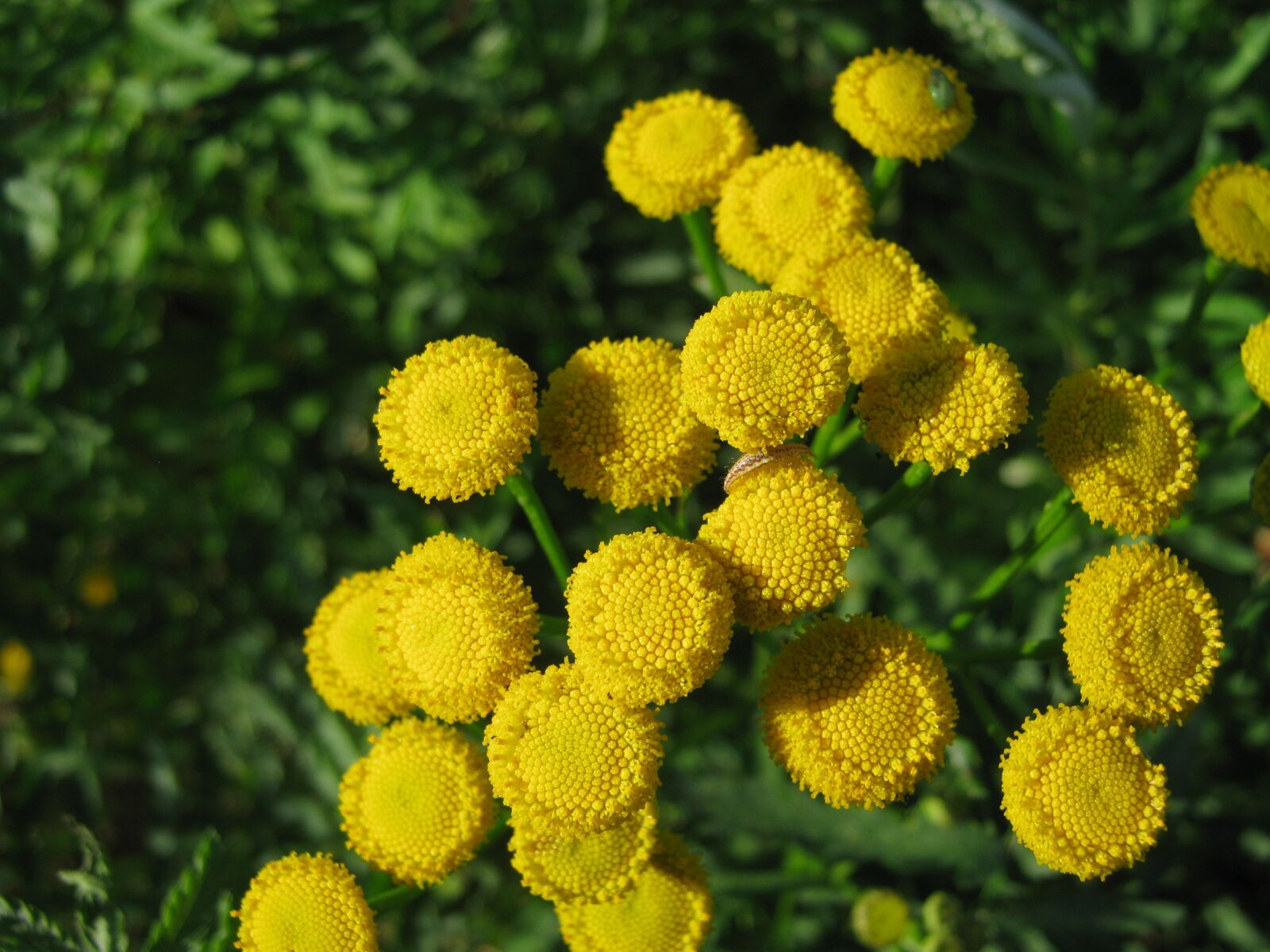 Canon PowerShot A480 sample photo. Tansy, flowers, nature photography