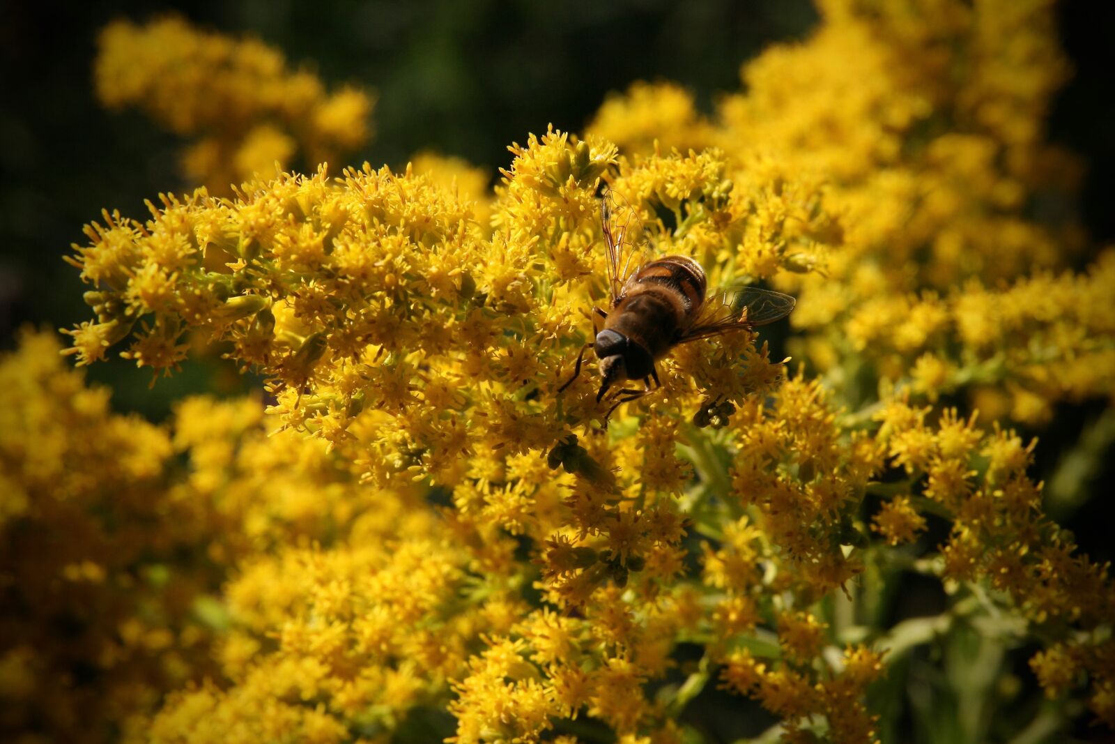 Canon EOS 400D (EOS Digital Rebel XTi / EOS Kiss Digital X) sample photo. Yellow, flowers, bee photography