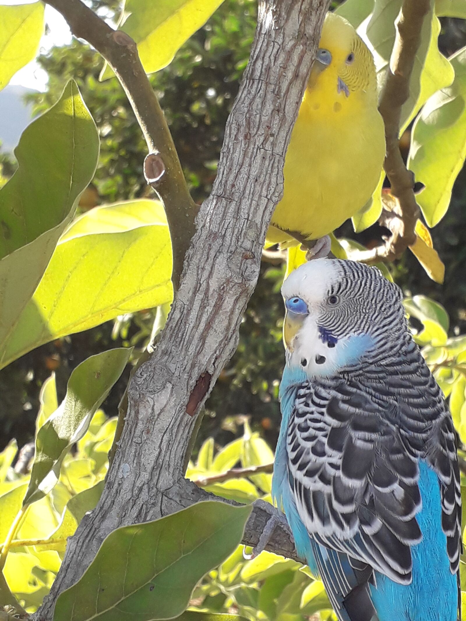 Samsung Galaxy J4 sample photo. Parakeets, colorful, yellow photography