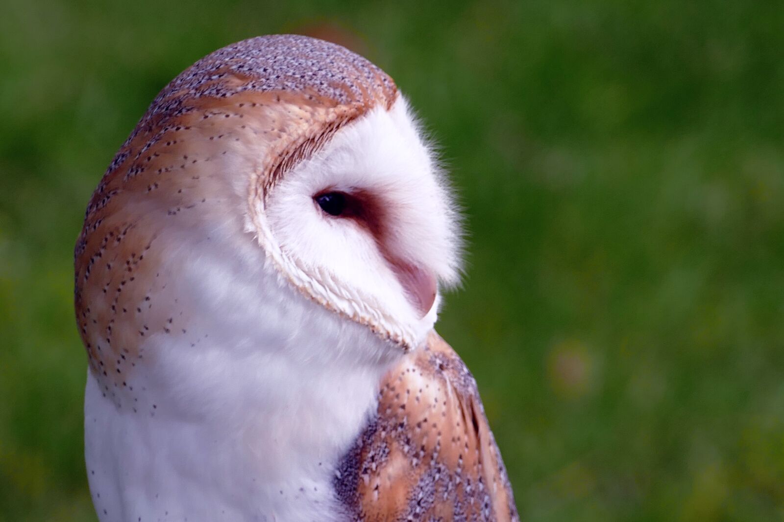 Panasonic Lumix DMC-FZ1000 sample photo. Bird, barn owl, owl photography
