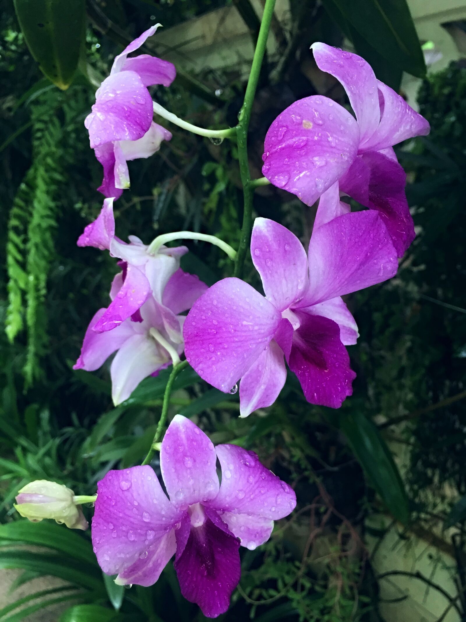 Apple iPhone 6 sample photo. Orchid flower, flower, orchid photography