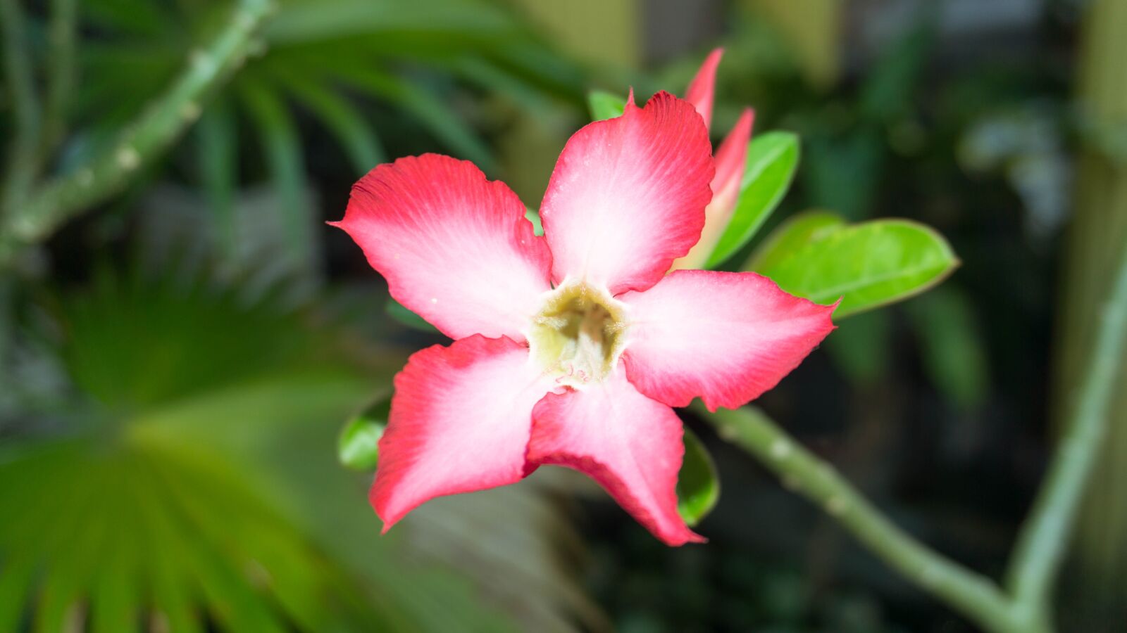 Sony a6000 sample photo. Flower, macro, spring photography