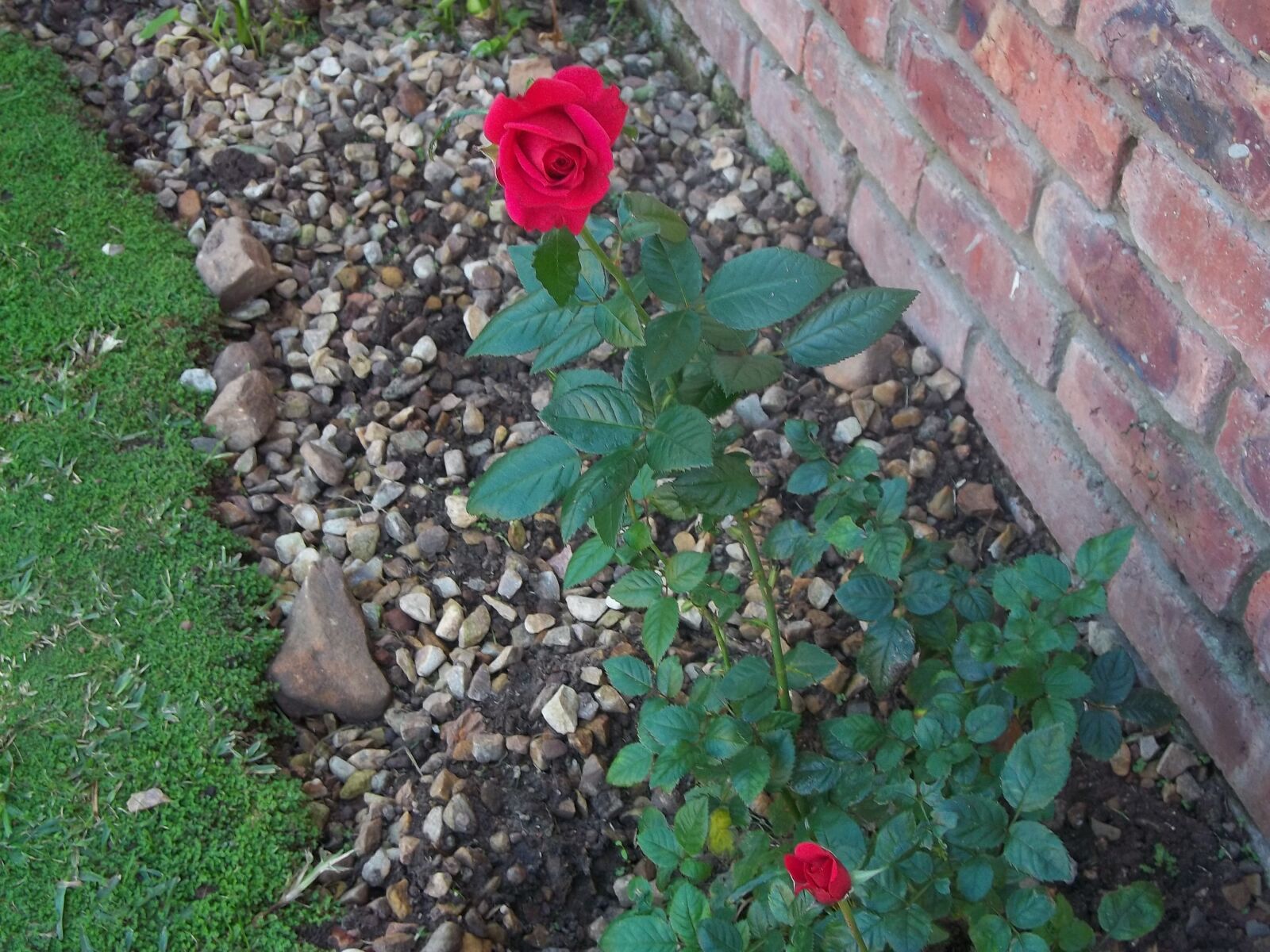 Kodak EASYSHARE C143 DIGITAL CAMERA sample photo. Rose, flower, garden photography