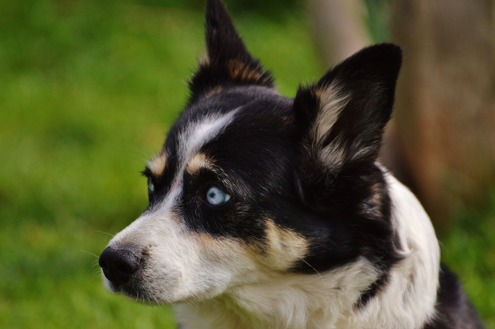 Nikon D3200 sample photo. Husky, dog, animal photography
