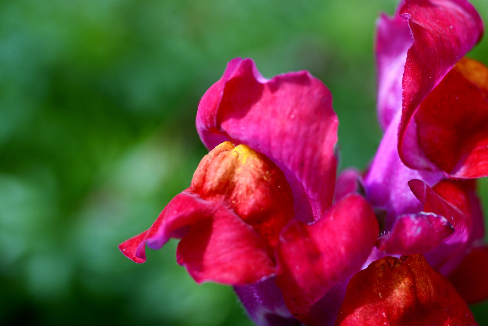 Nikon D600 sample photo. Snapdragon, flower, pink photography