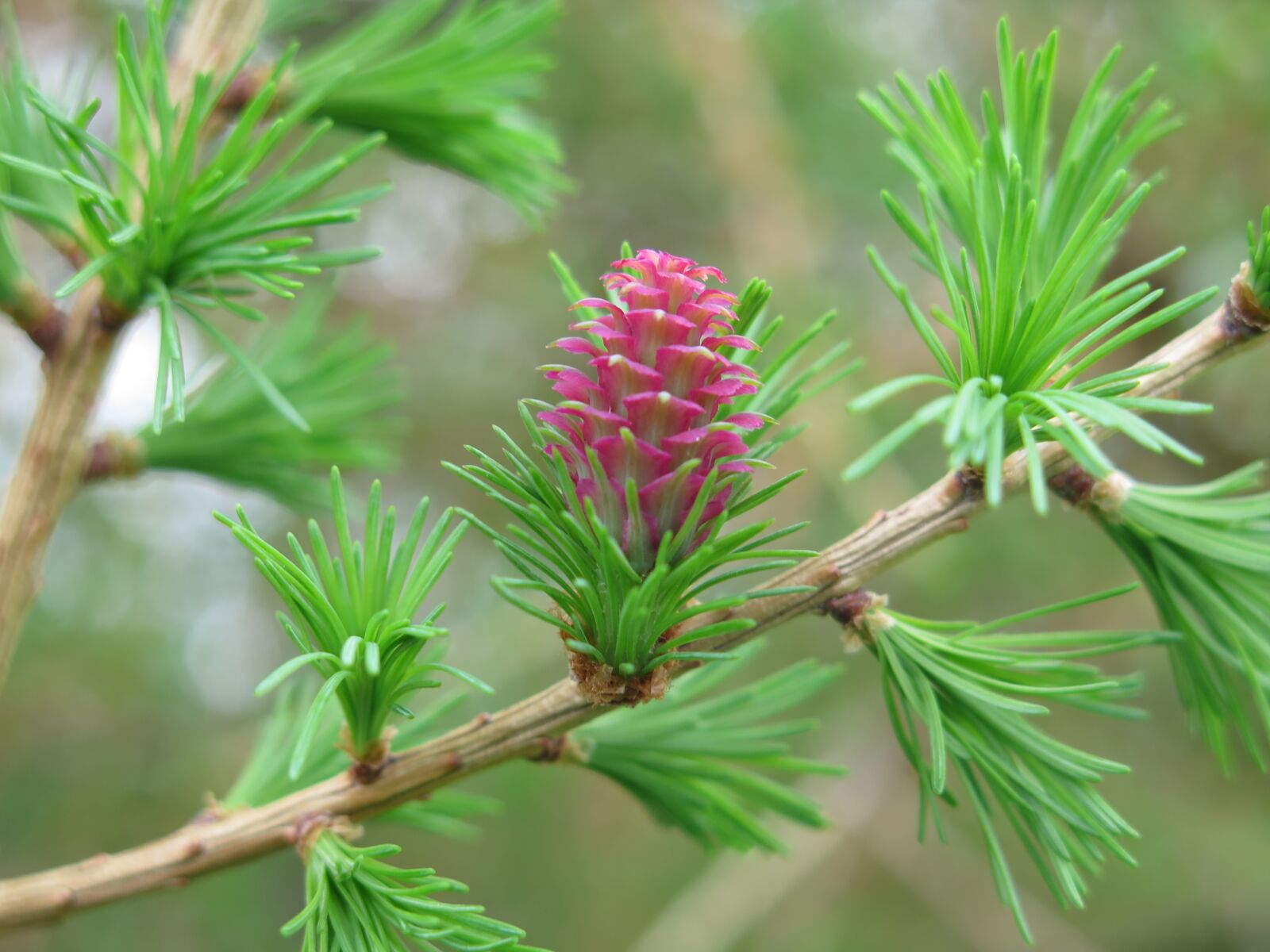 Canon PowerShot G16 sample photo. Larch, nature, tree photography
