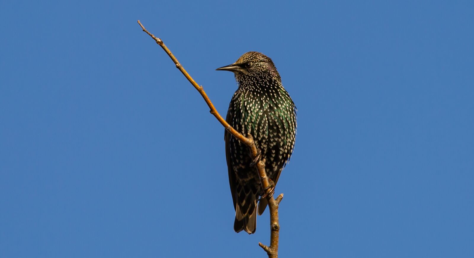 Canon EOS 5D Mark III sample photo. Adult starling, starling, bird photography