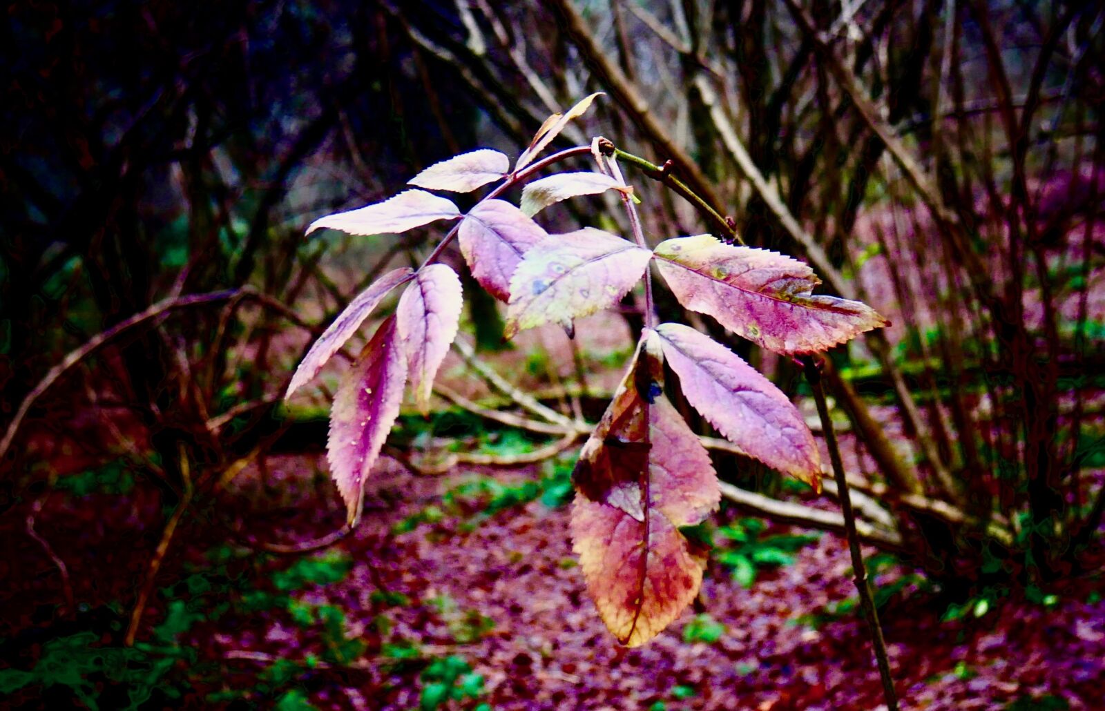 LUMIX G VARIO 14-42/F3.5-5.6 II sample photo. Bokeh, forest, leaves, purple photography