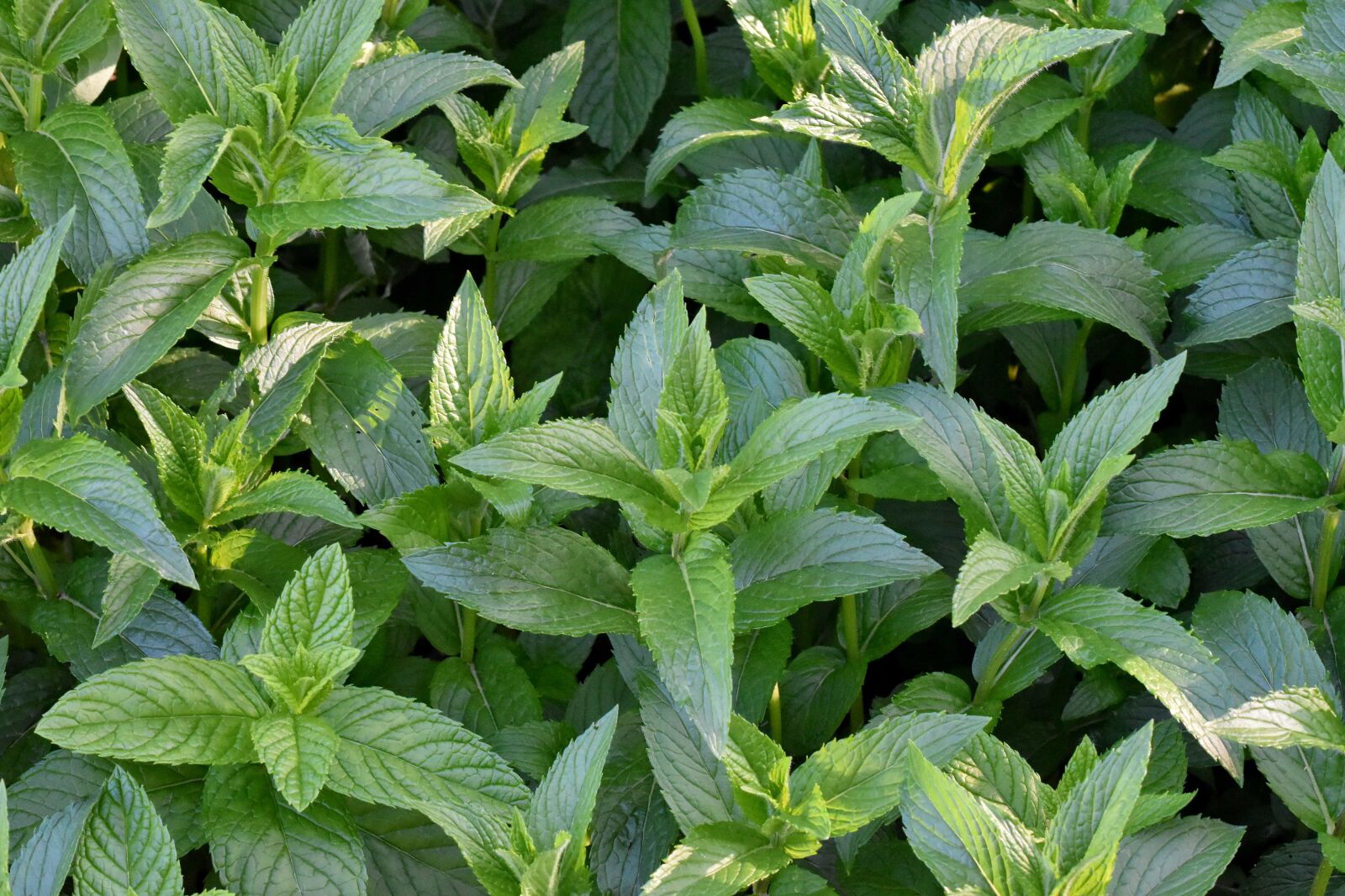 Nikon D5500 sample photo. Mint, plant, herb, leaves photography