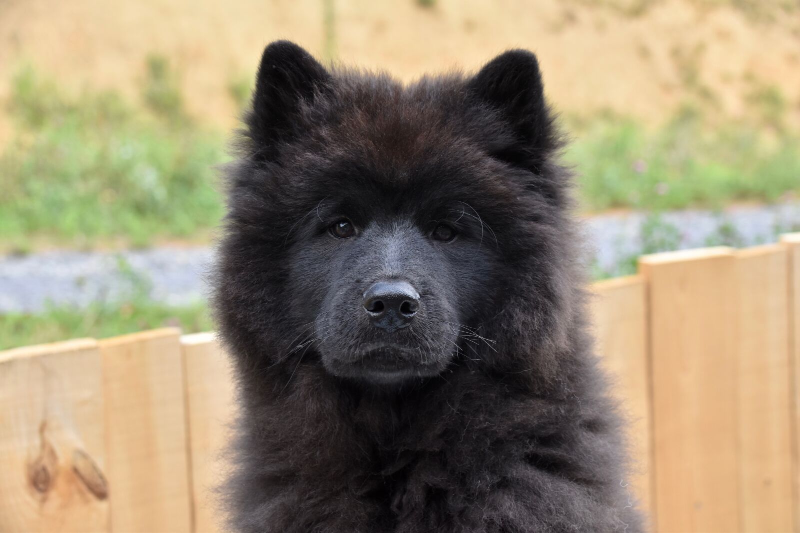 Nikon D5600 sample photo. Dog, dog eurasier, eurasier photography