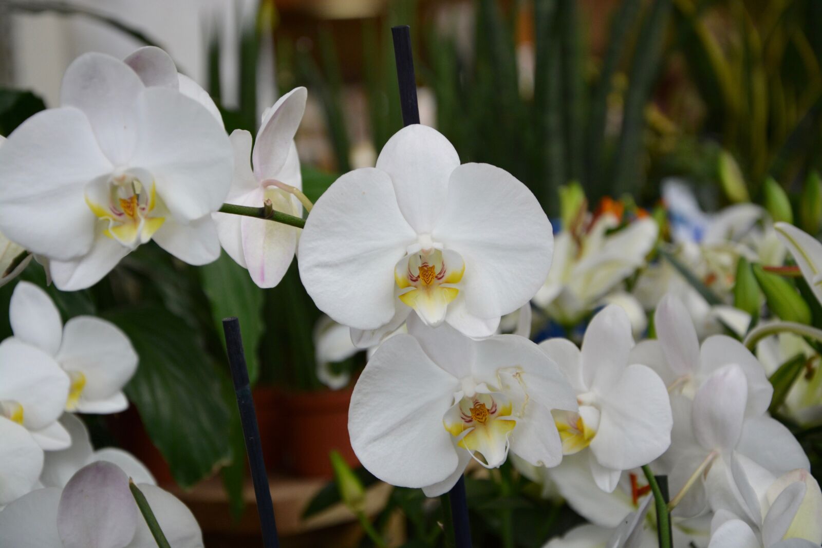 Nikon D5200 sample photo. Plants, flowers, white orchid photography