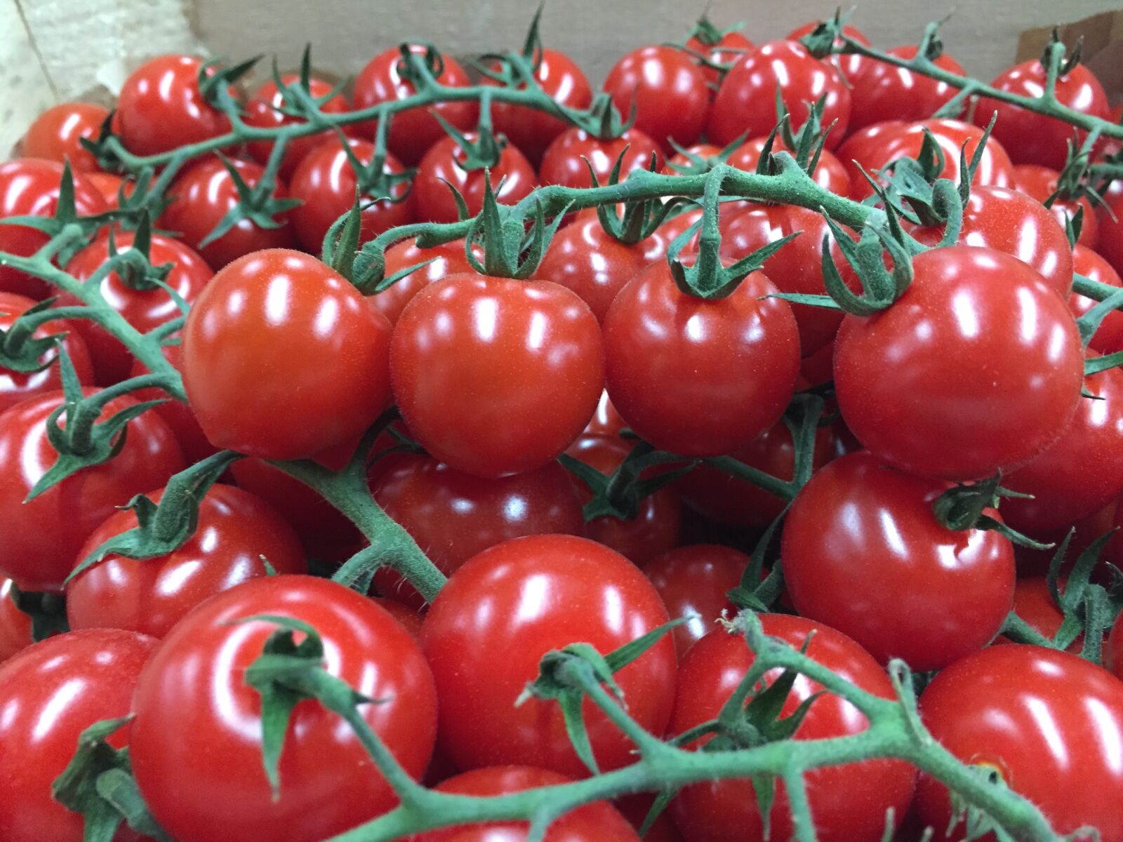 Apple iPhone 6 sample photo. Tomatoes, red, vegetable photography