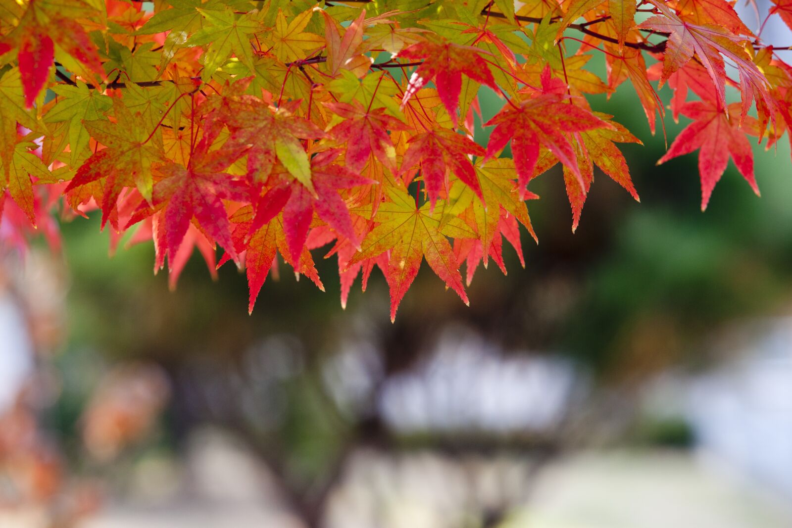 Canon EOS 5D sample photo. Autumn leaves, autumn, leaves photography