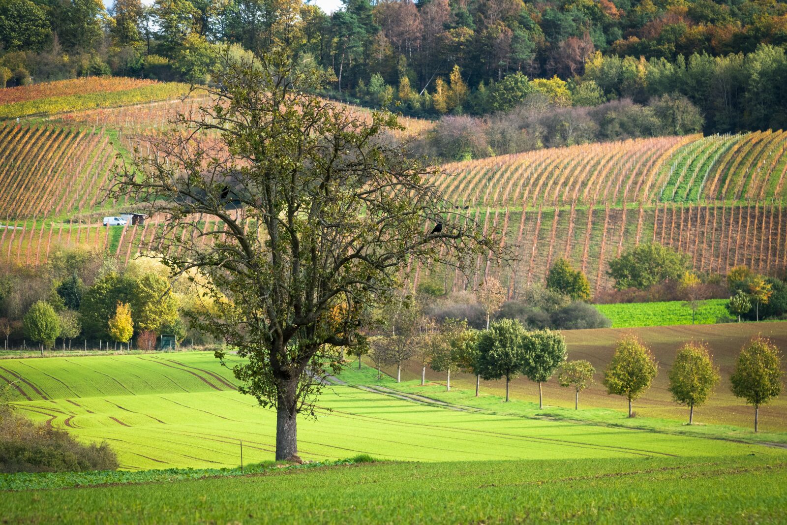 Canon PowerShot G3 X sample photo. Tree, vineyard, winegrowing photography